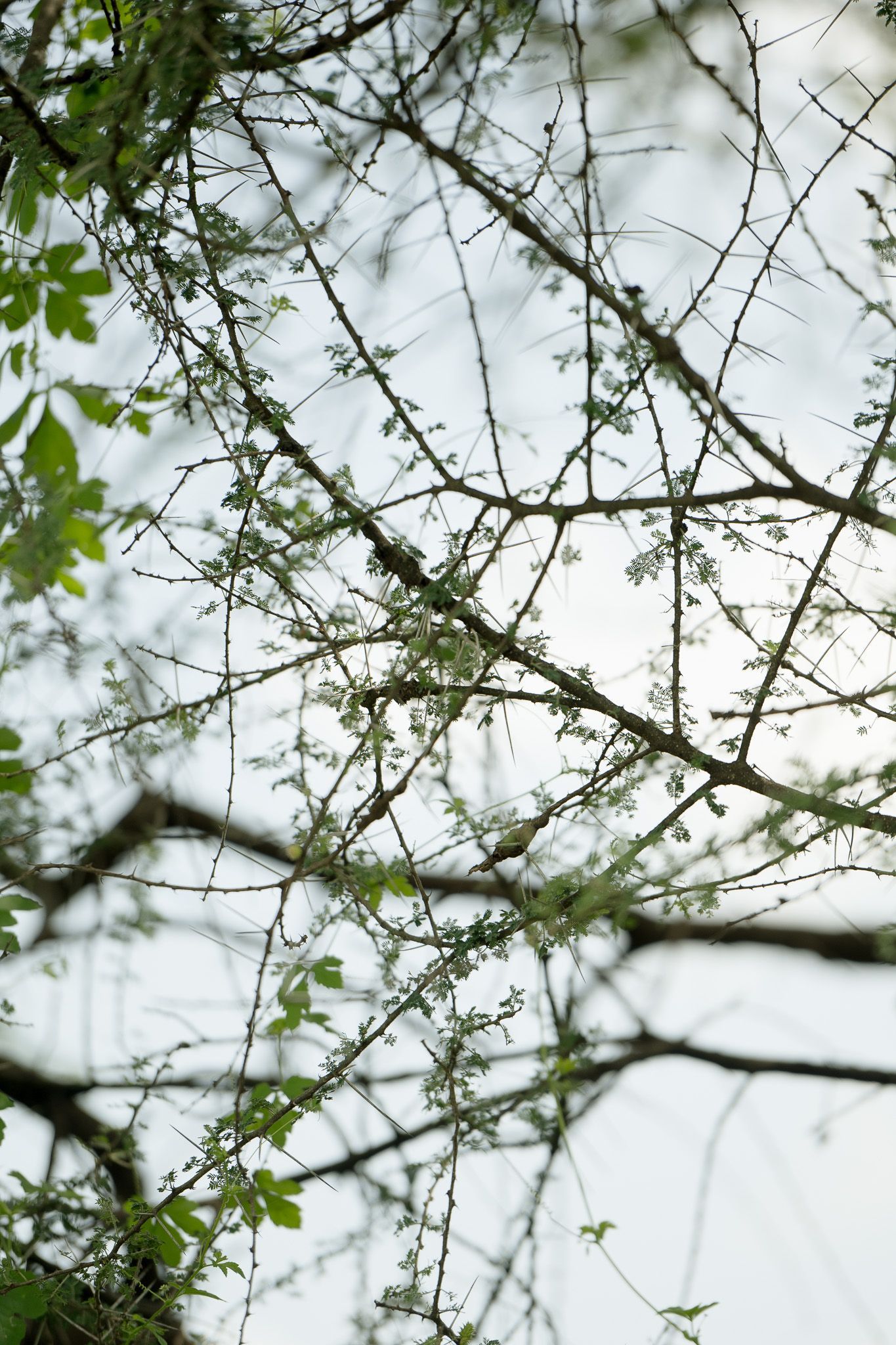 A tree with lots of branches and leaves against a cloudy sky
