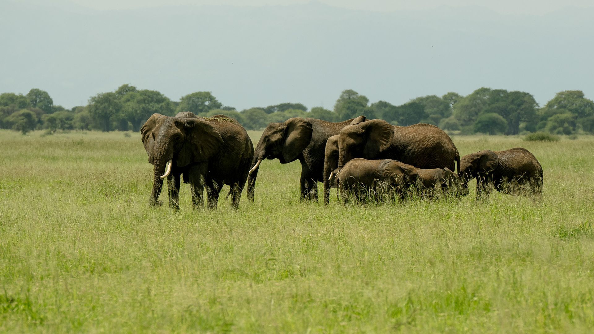 A herd of elephants standing in a grassy field.