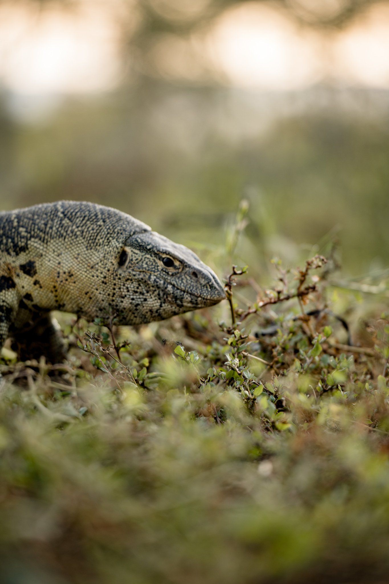 A lizard is eating a mushroom in the grass.
