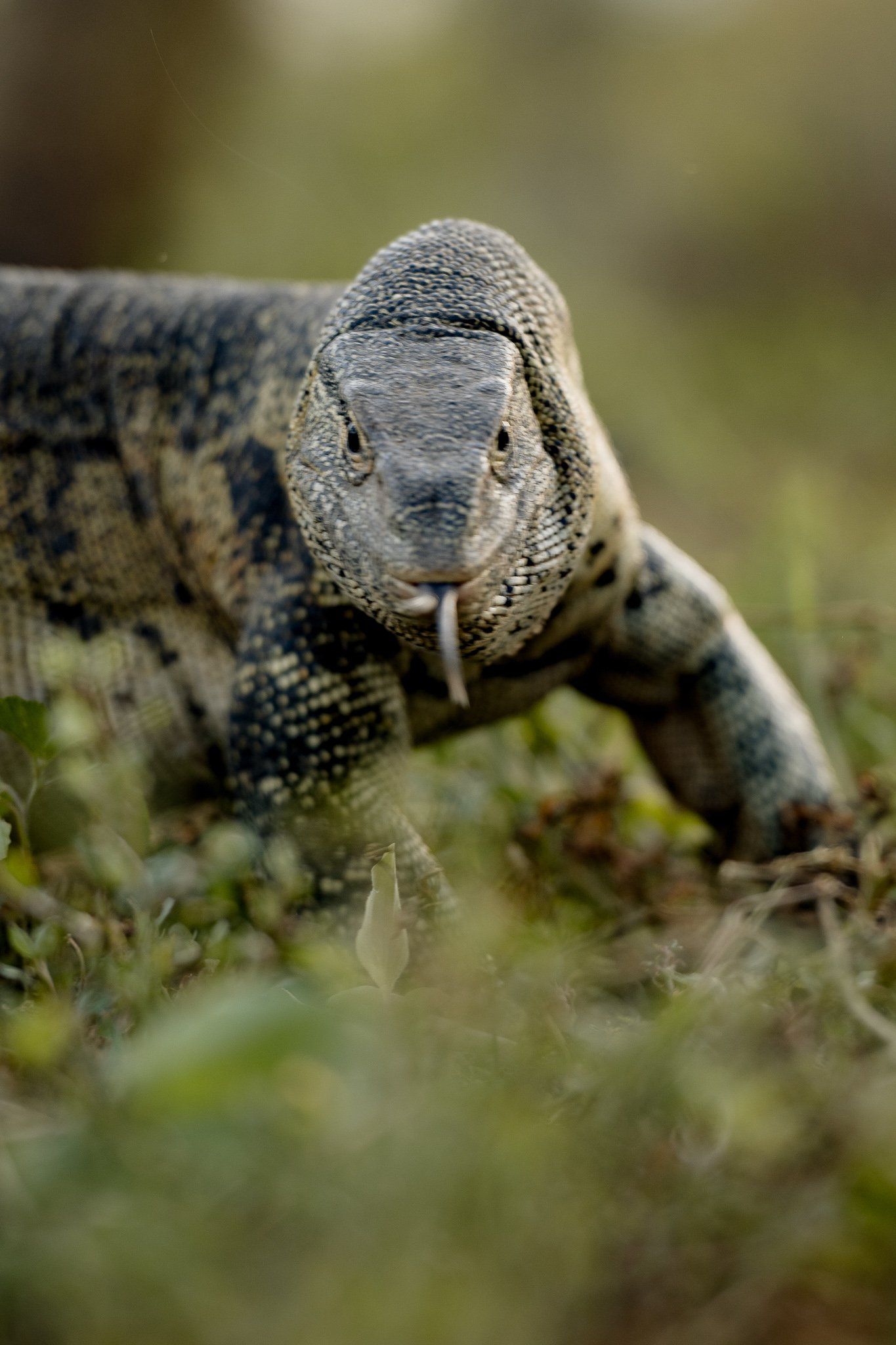 A lizard with a long tongue is walking through the grass.