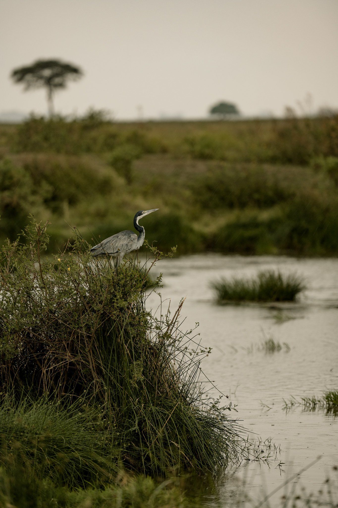 A bird is perched on a bush next to a body of water.