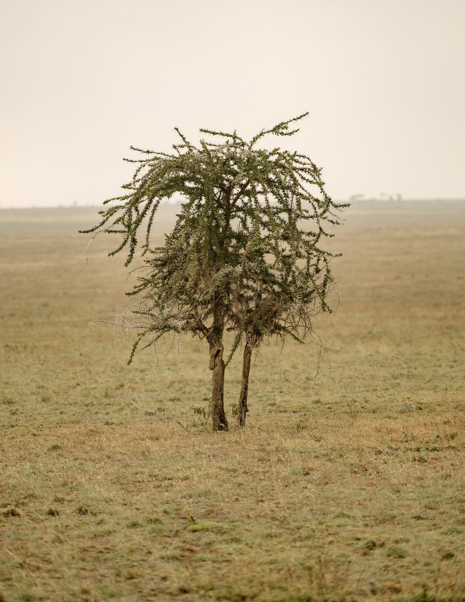 A tree in the middle of a field on a cloudy day
