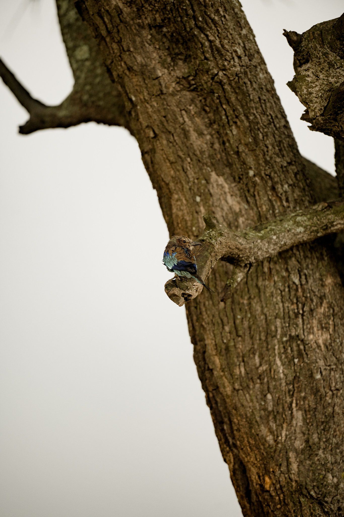 A bird is perched on a tree branch.