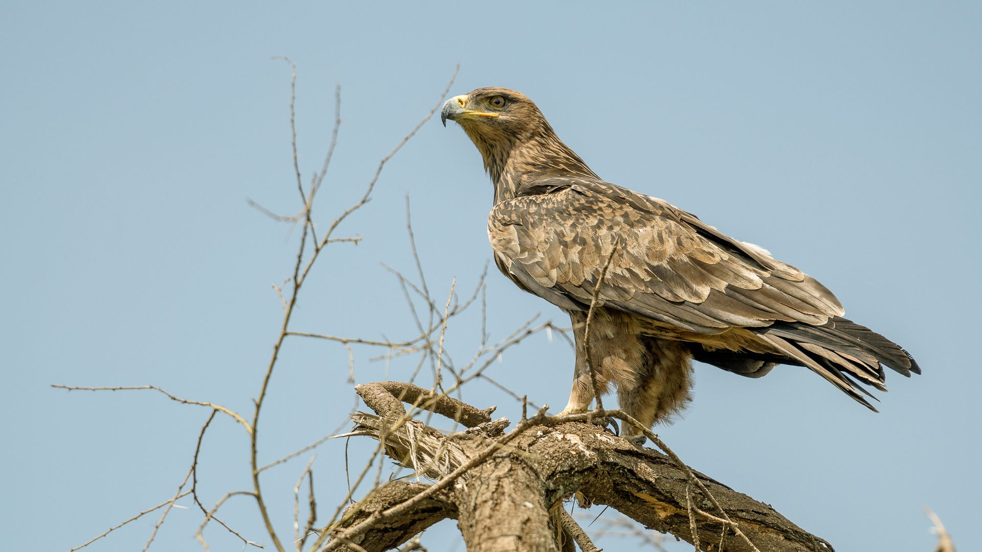 An eagle perched on top of a tree branch.