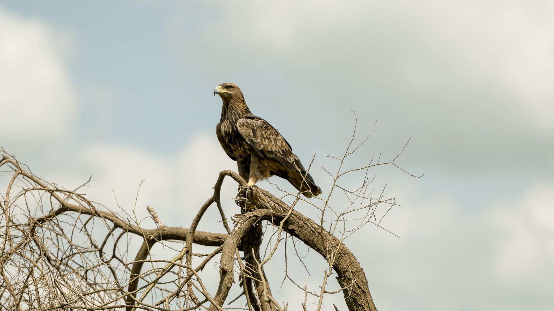A bird is perched on a branch of a tree.
