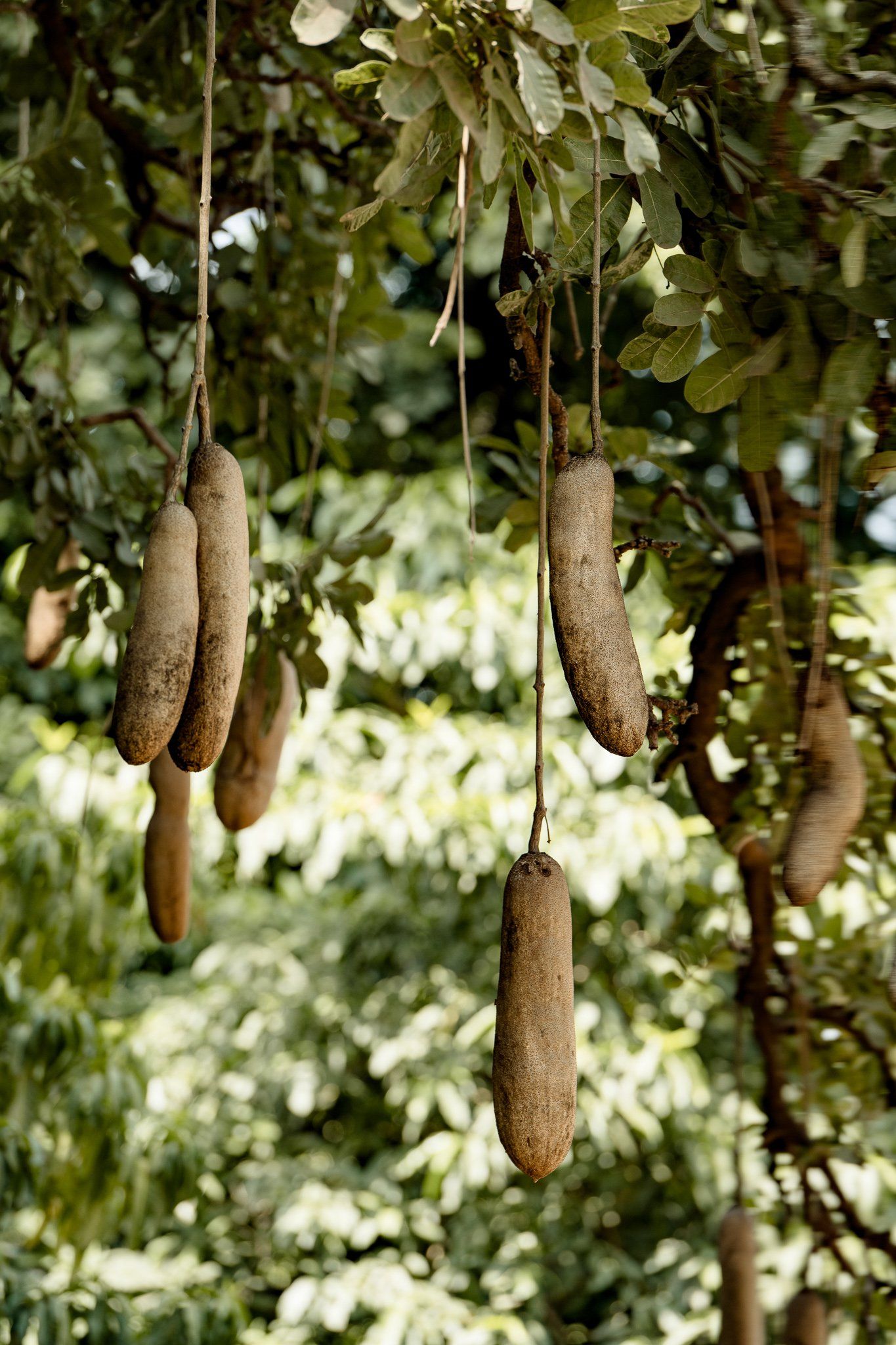 A bunch of sausages hanging from a tree.