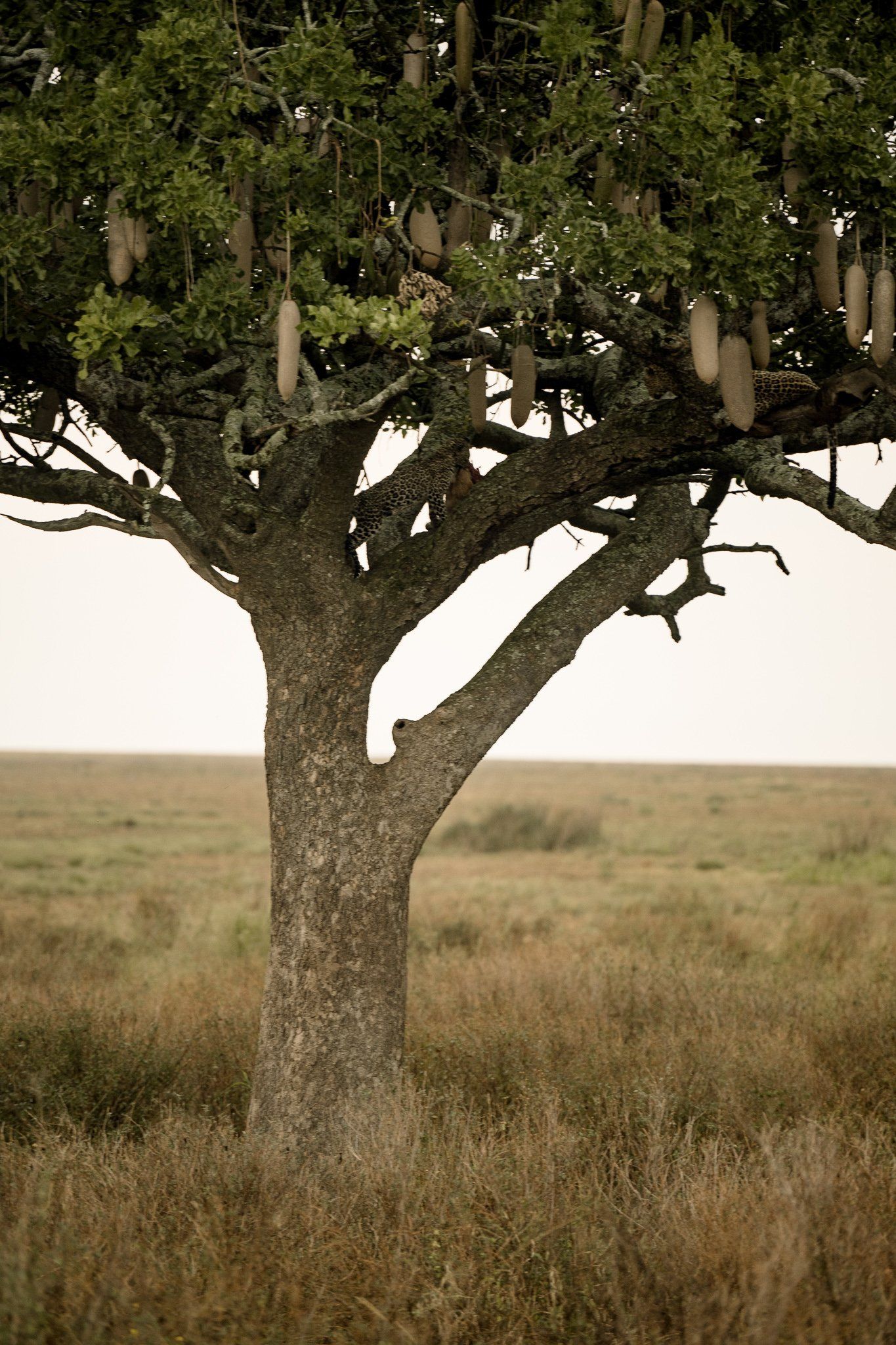 A tree with a lot of fruit hanging from it in a field.