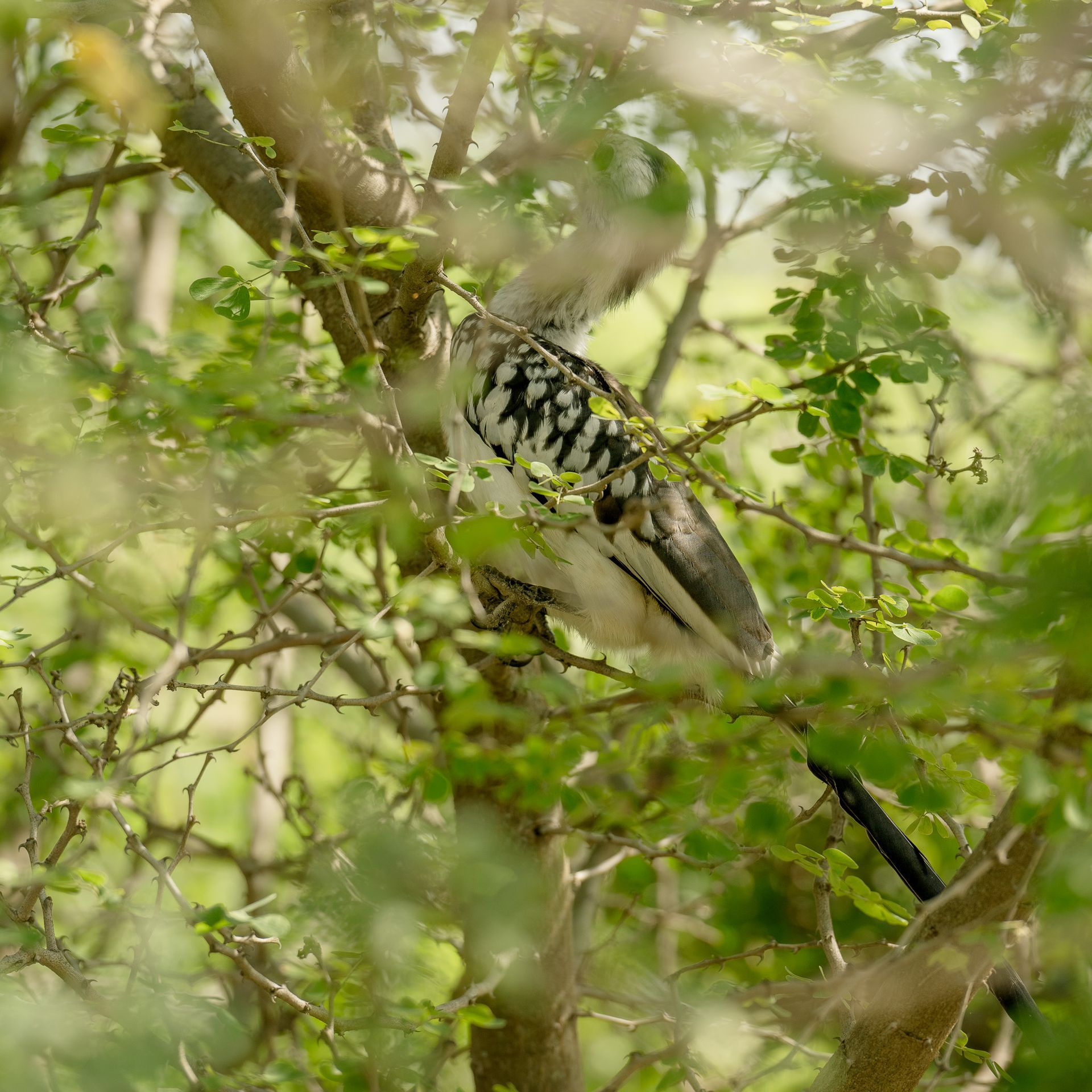 A bird is perched on a tree branch surrounded by leaves.