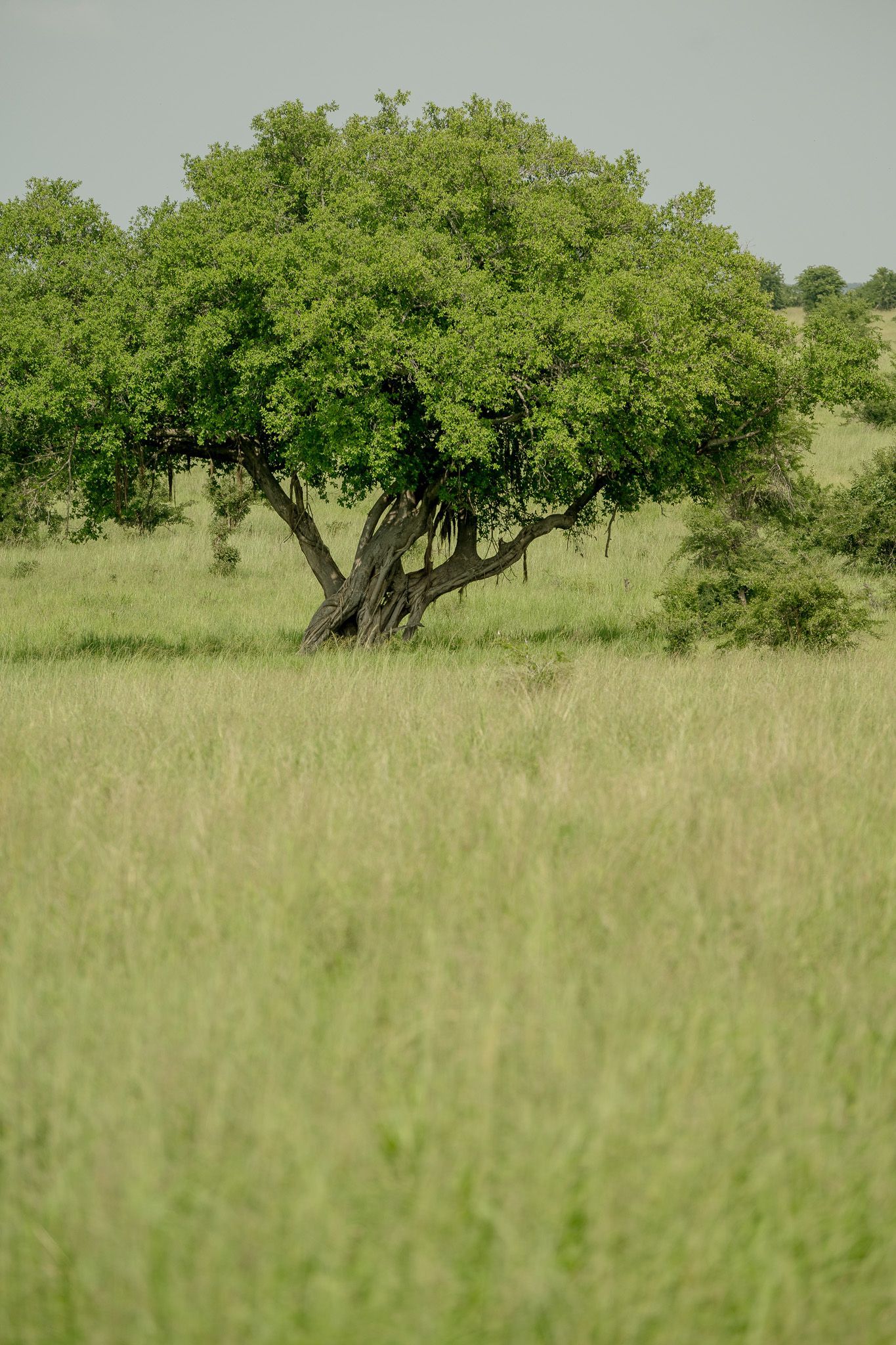A tree in the middle of a grassy field.