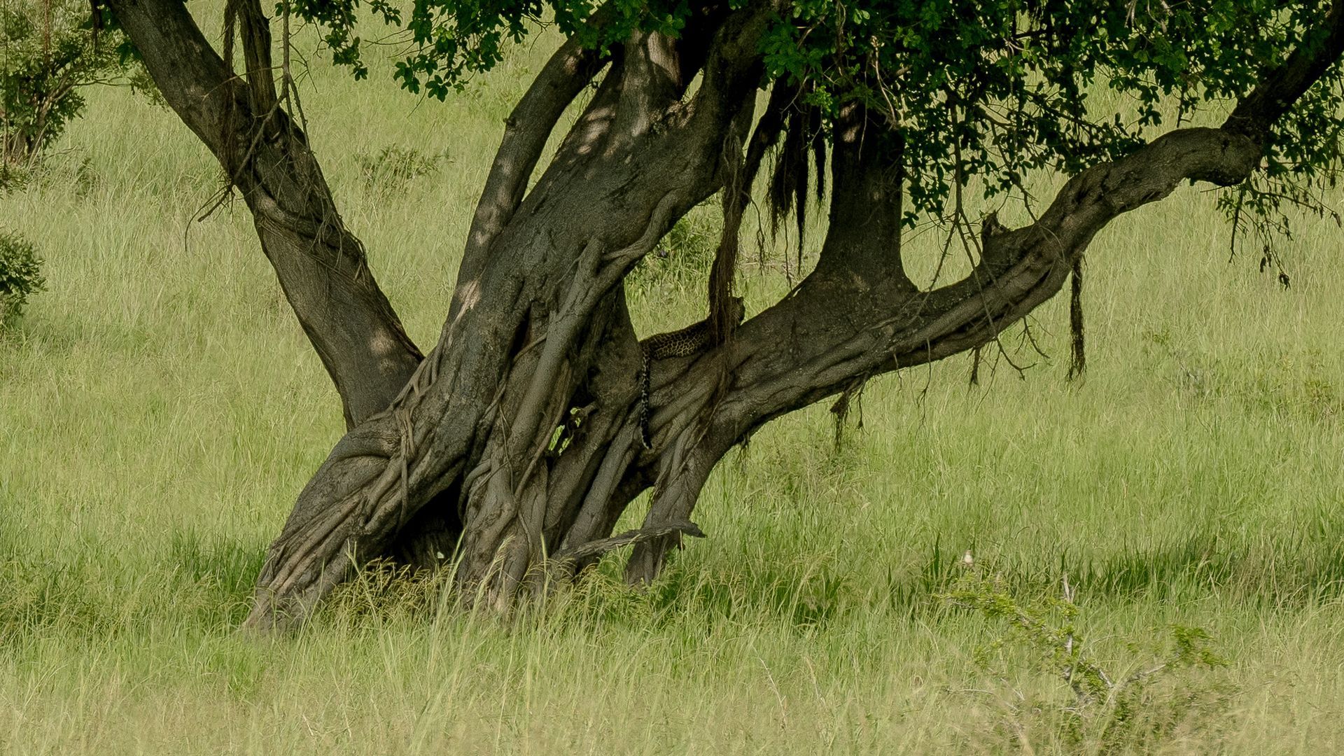 A tree in a field with a lot of branches and leaves.