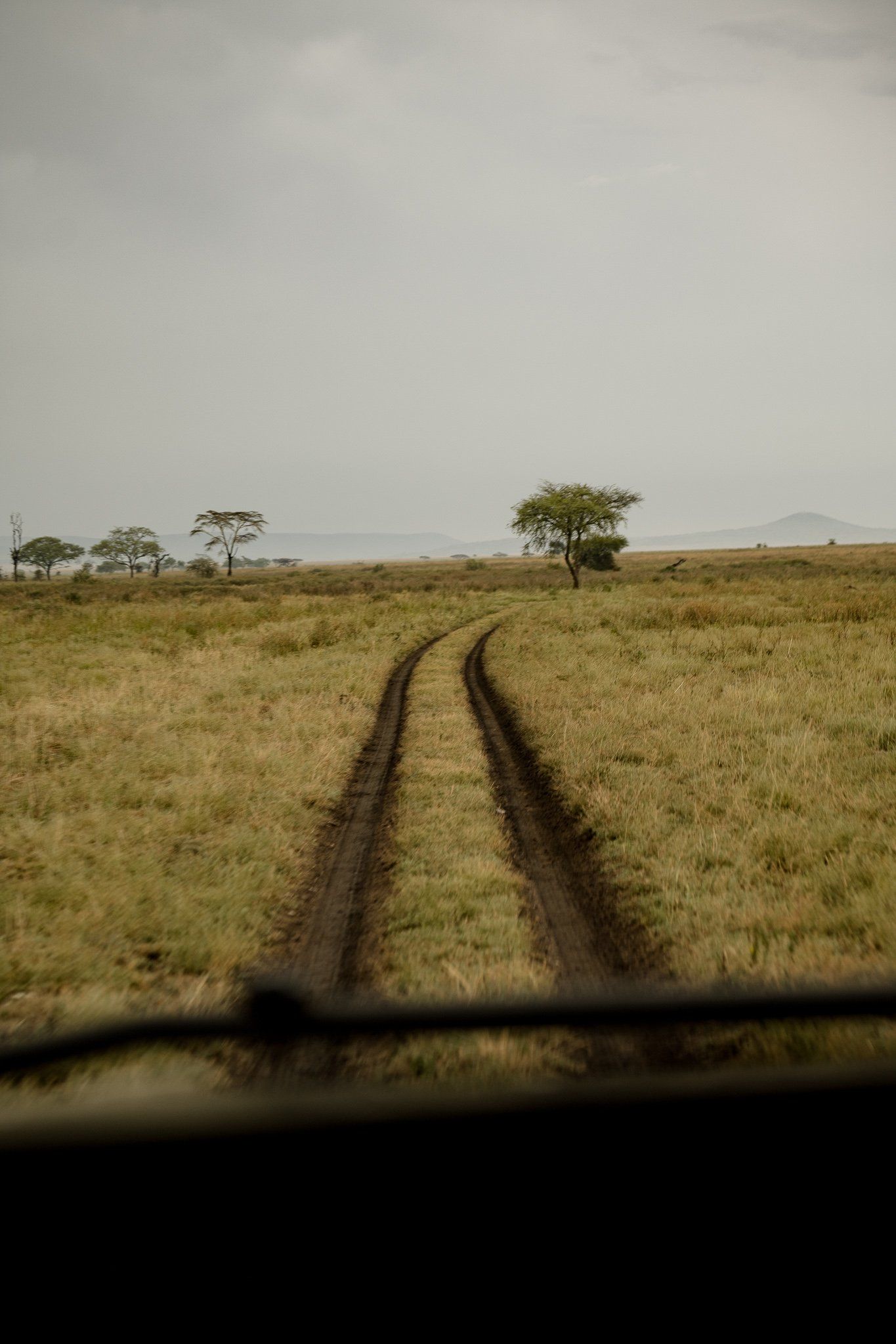 A dirt road going through a grassy field with trees in the background.