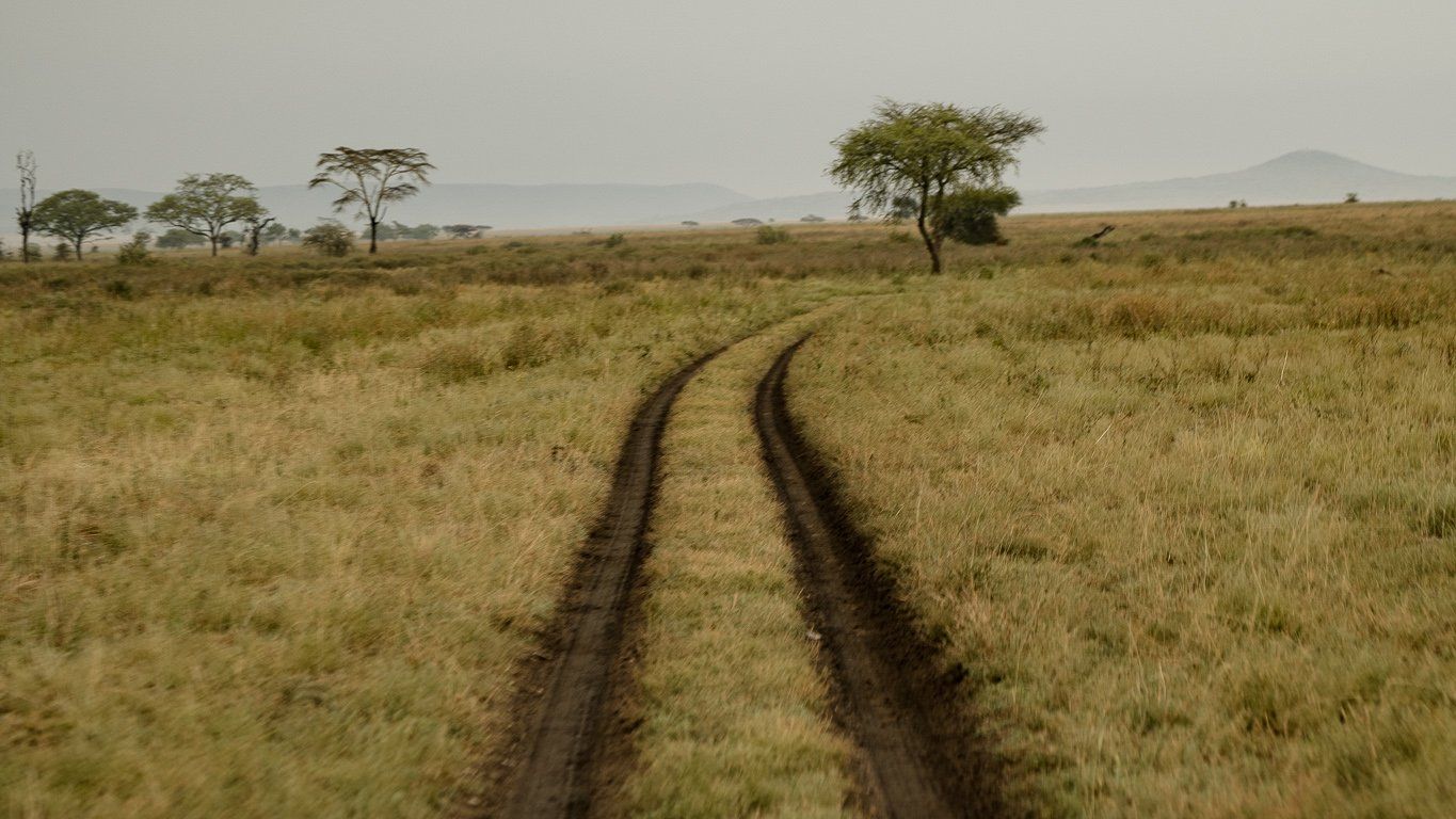 A dirt road going through a grassy field with trees in the background.