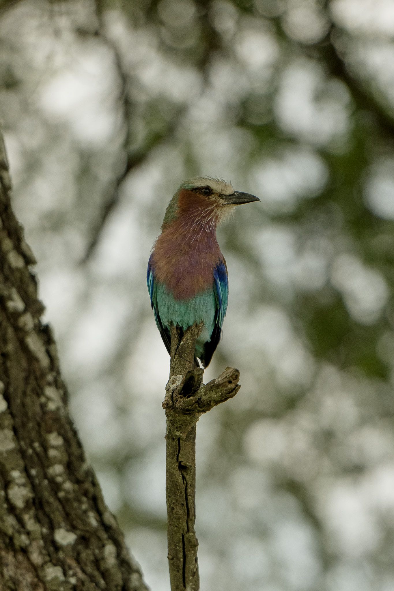 A colorful bird perched on a tree branch.