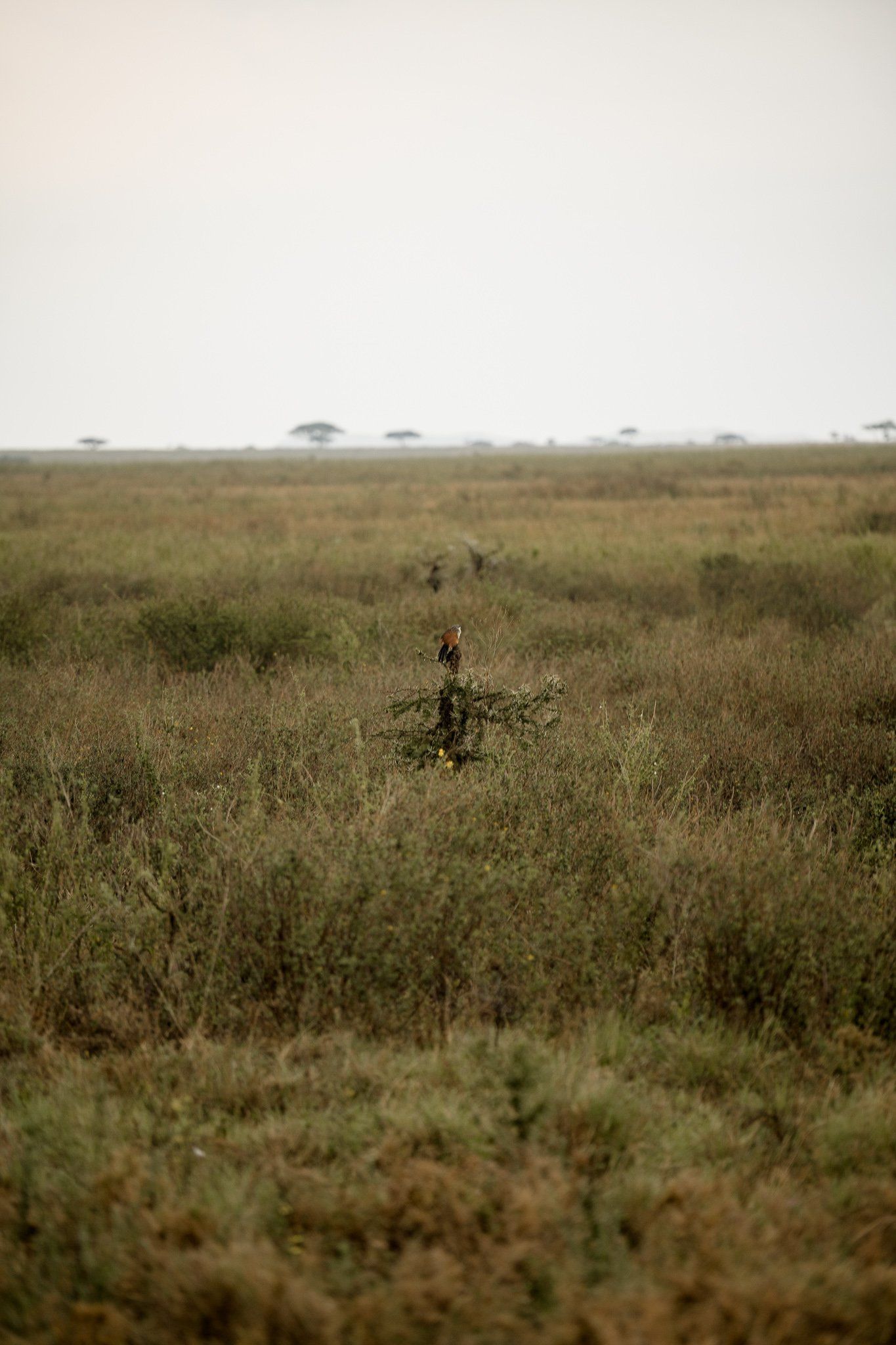 A person is standing in the middle of a grassy field.