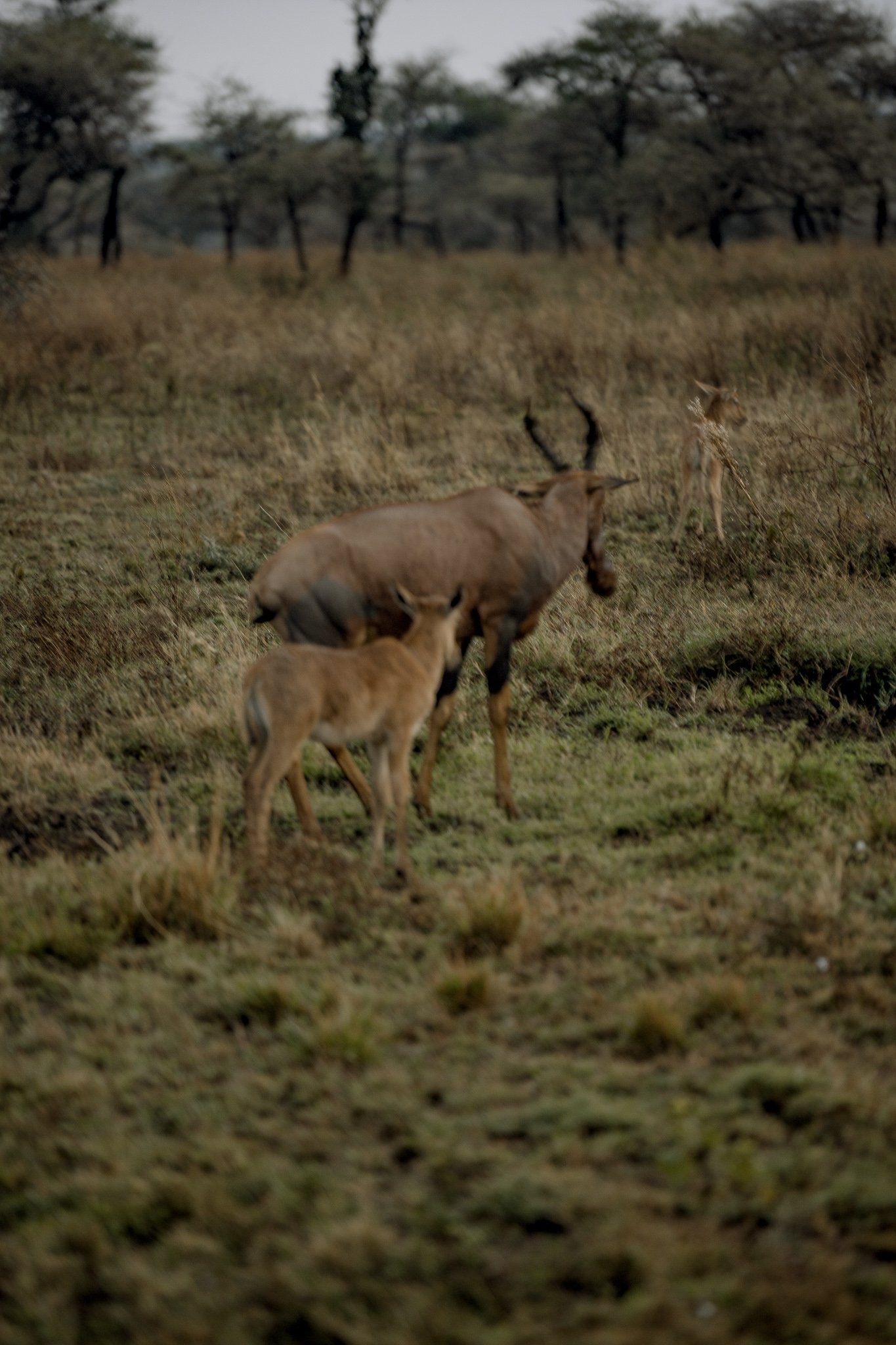 A mother gazelle is nursing her baby in a field.