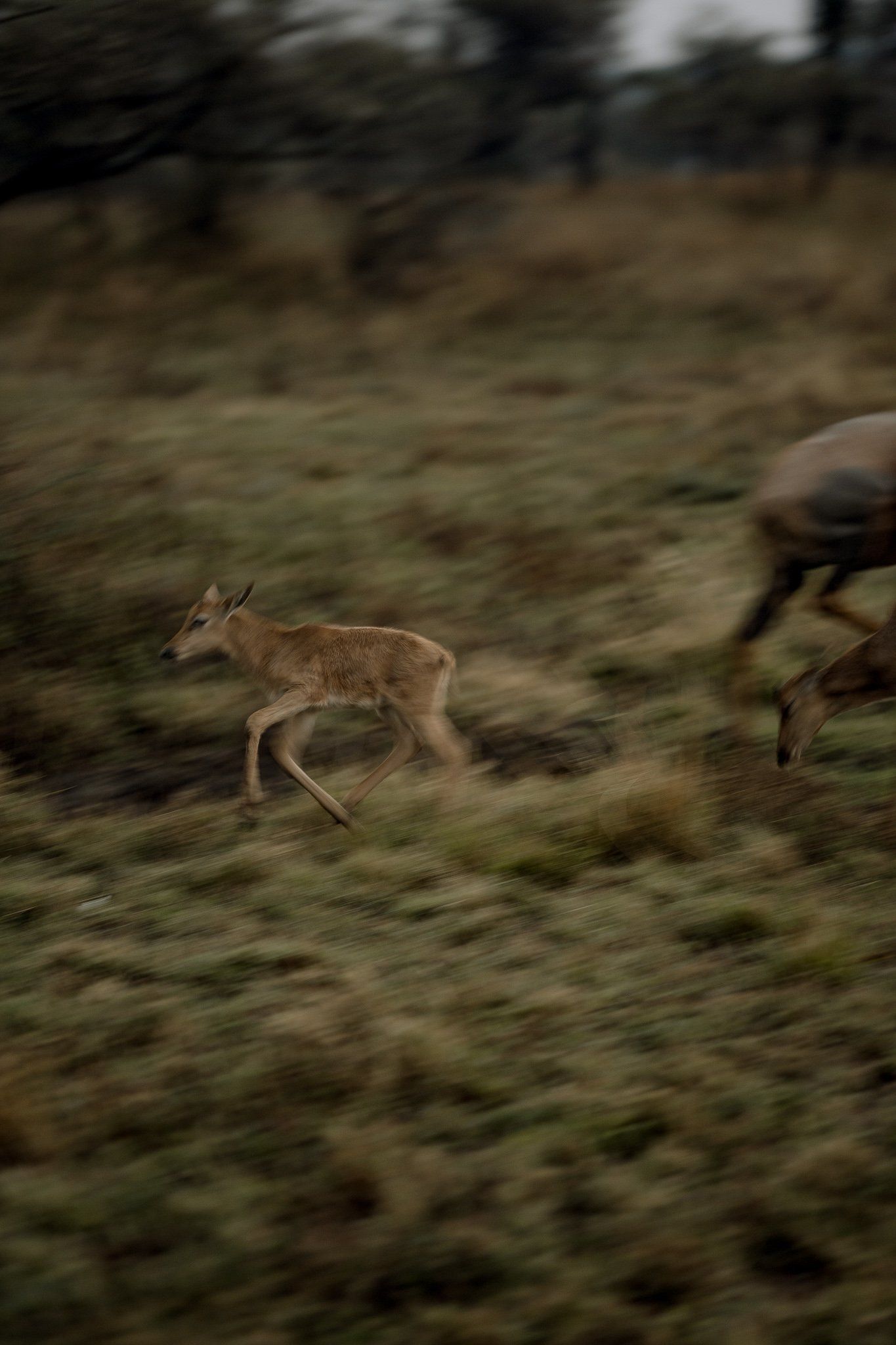 A deer and a baby deer are running in a field.