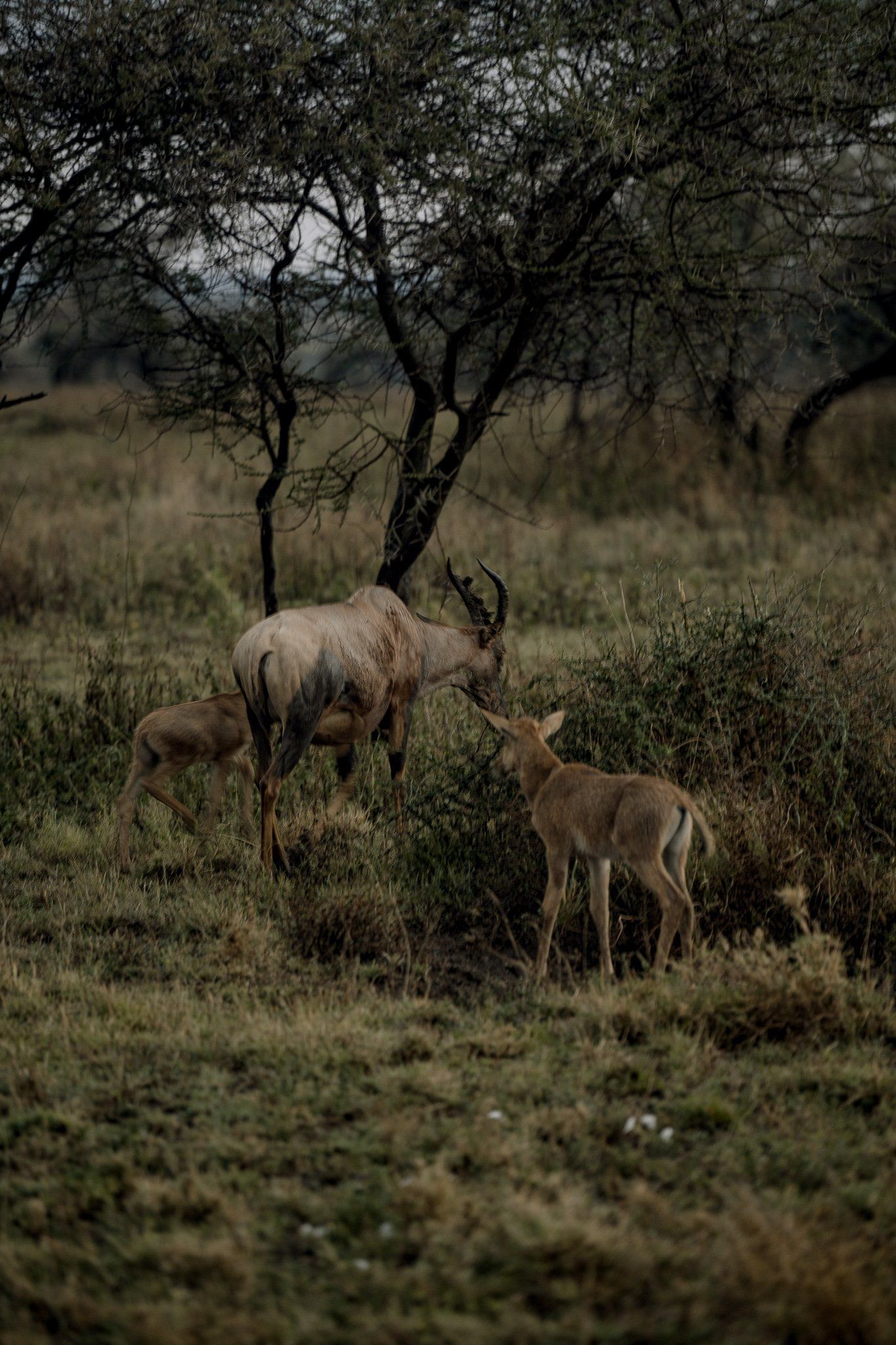 A herd of antelope standing in a grassy field.