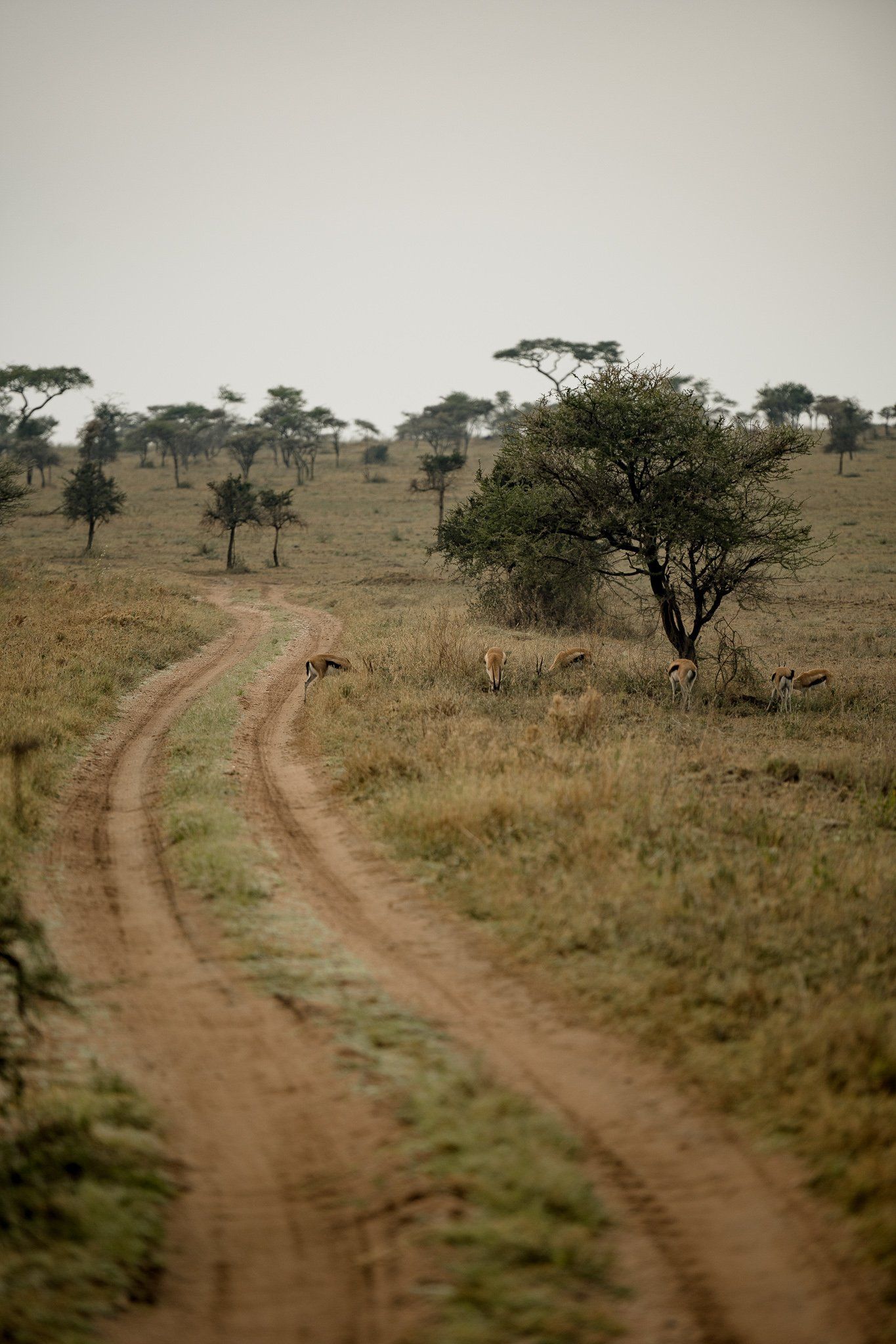 A dirt road in the middle of a field with trees on the side.