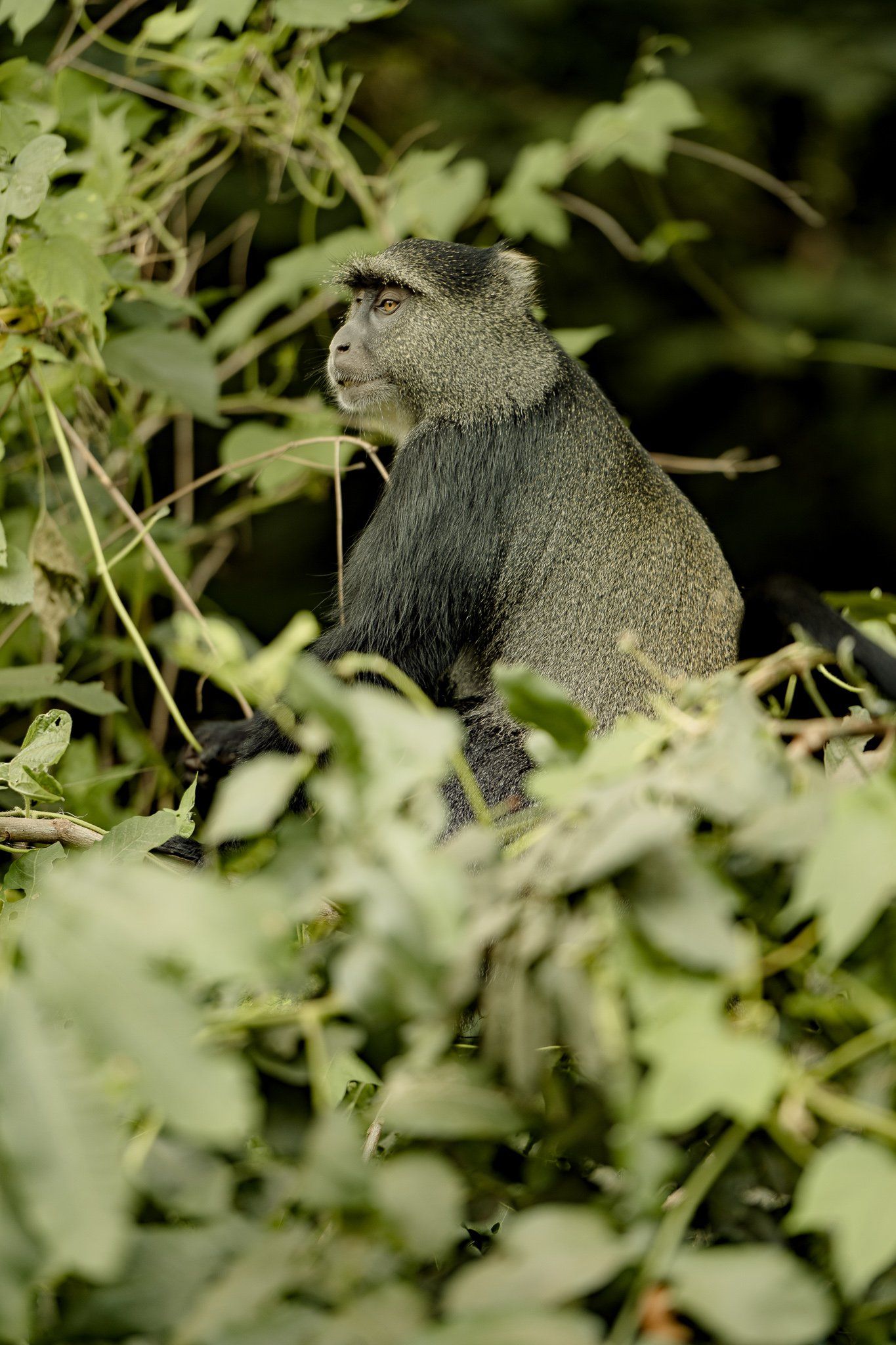 A monkey is sitting on a tree branch surrounded by leaves.