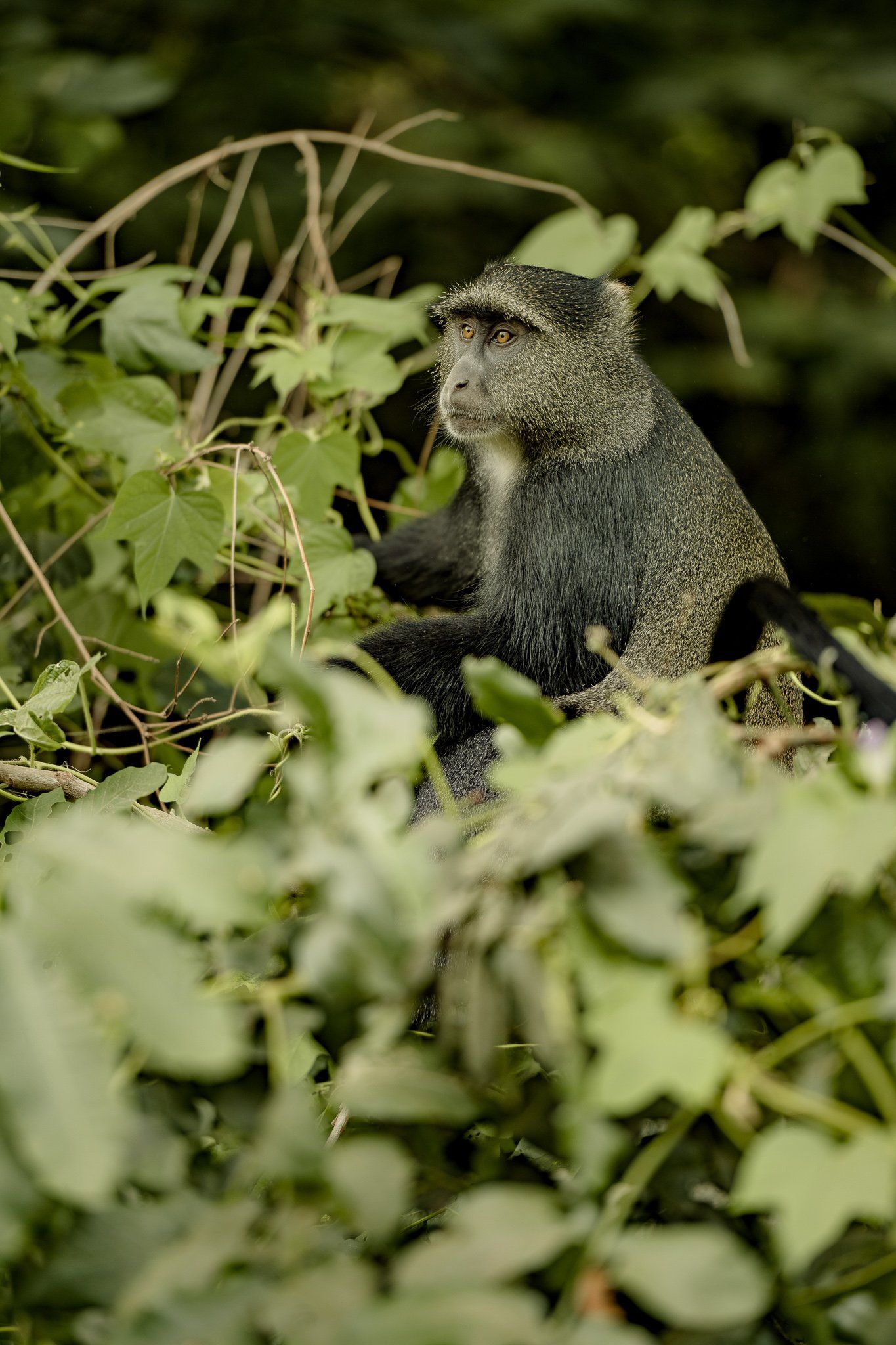 A monkey is sitting on a tree branch surrounded by leaves.