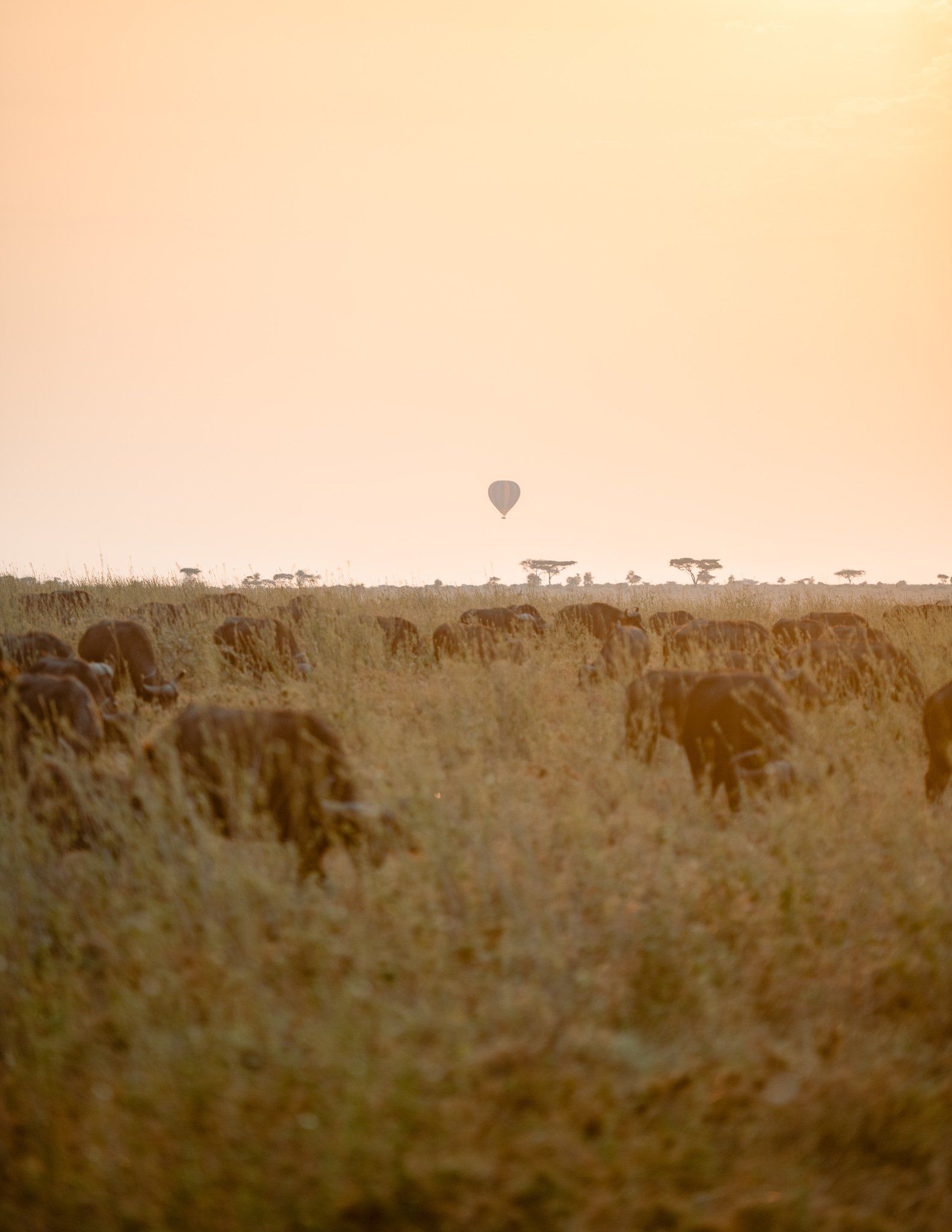 A herd of elephants are grazing in a field with a hot air balloon in the background.