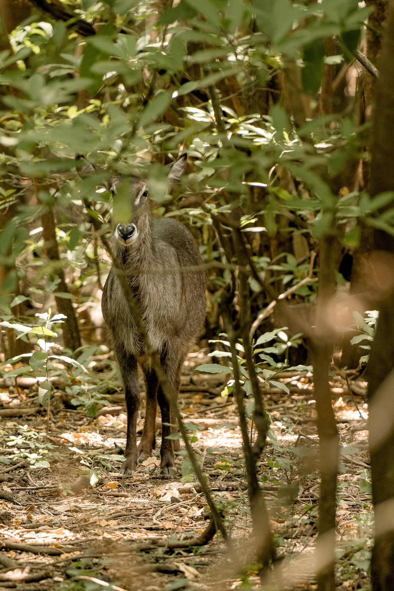 A deer is standing in the middle of a forest.