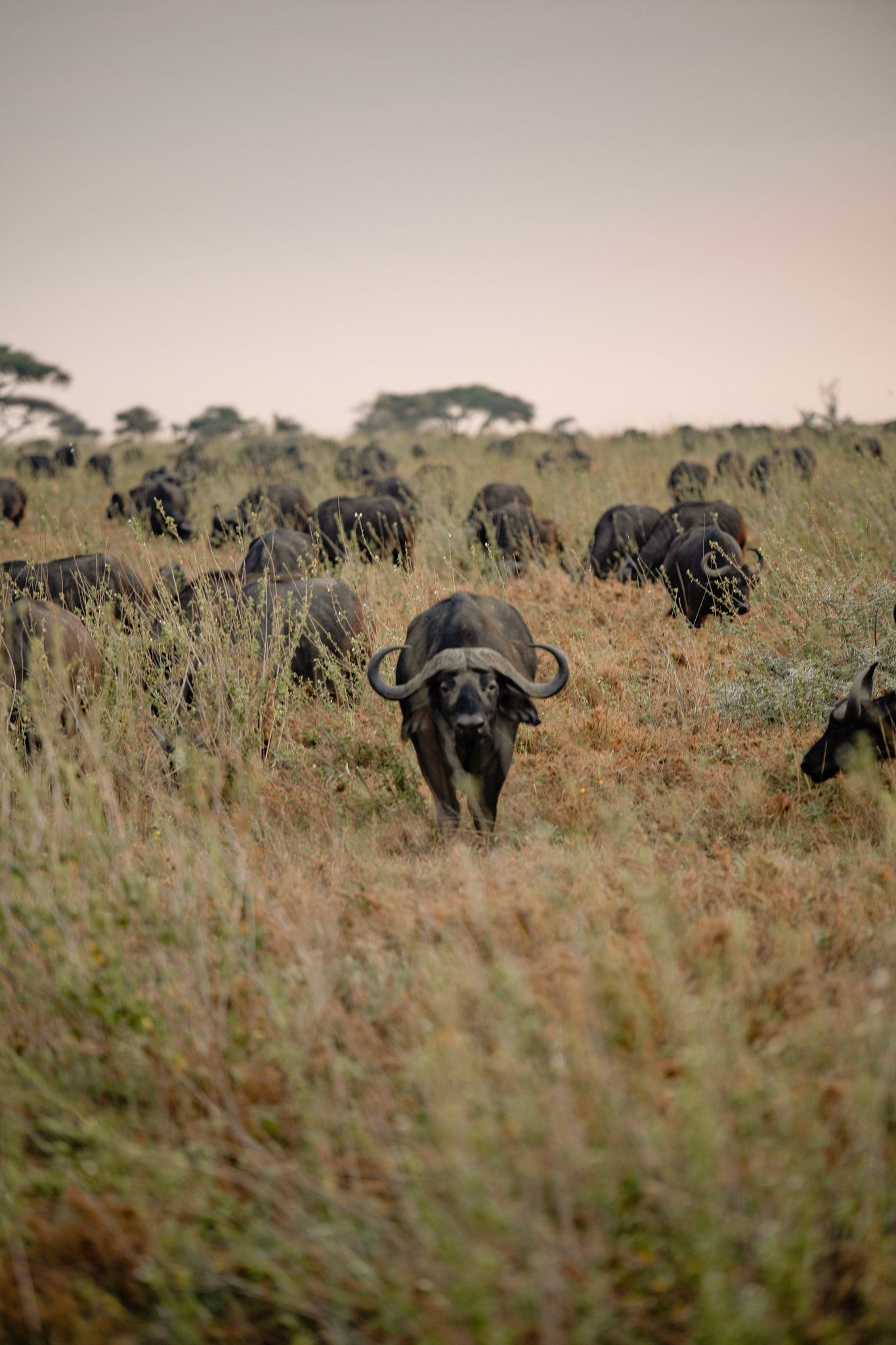 A herd of water buffalo walking through a grassy field.