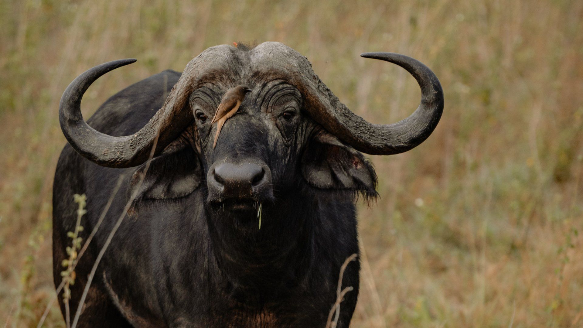A close up of a buffalo standing in a field