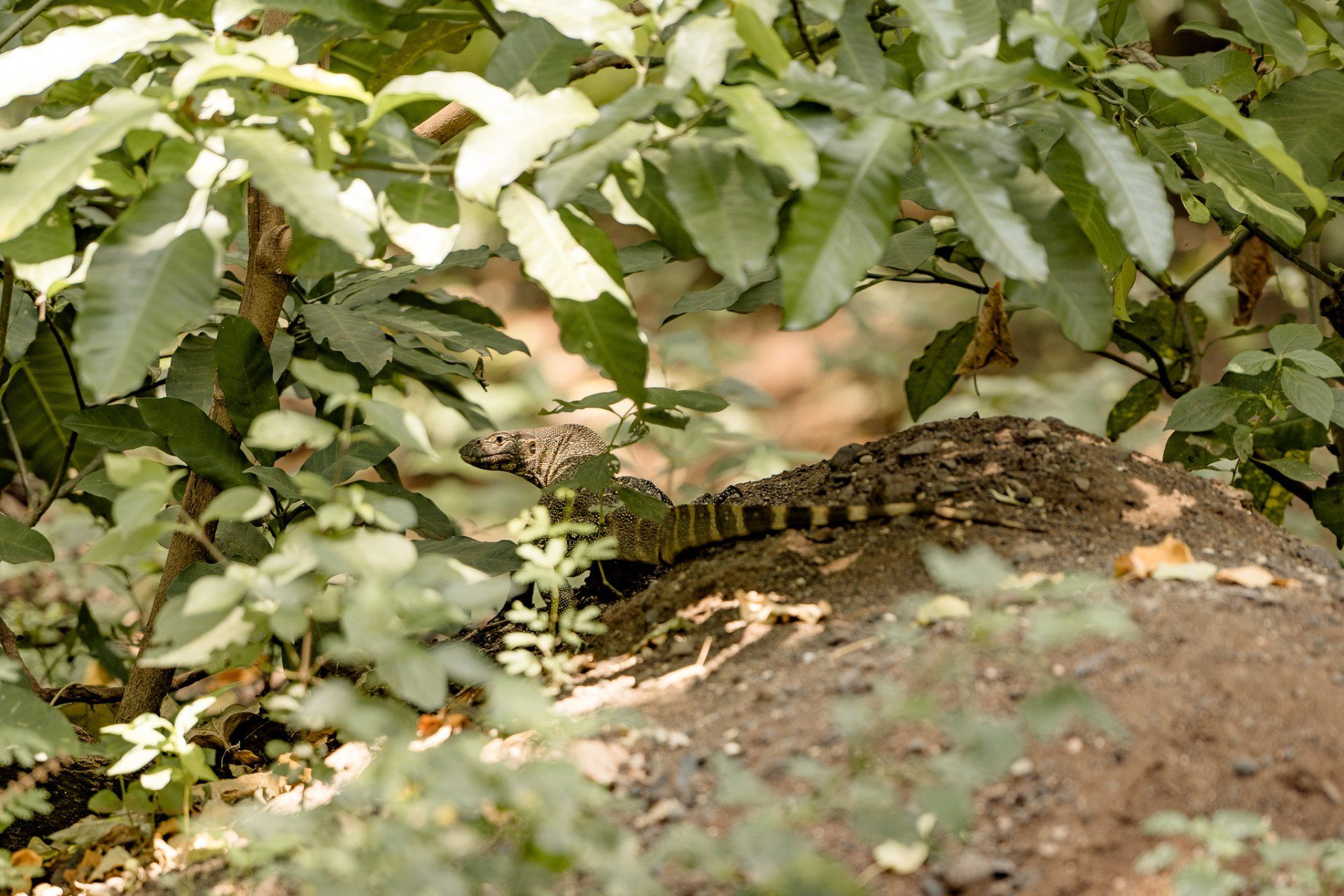 A lizard is hiding in the leaves of a tree.