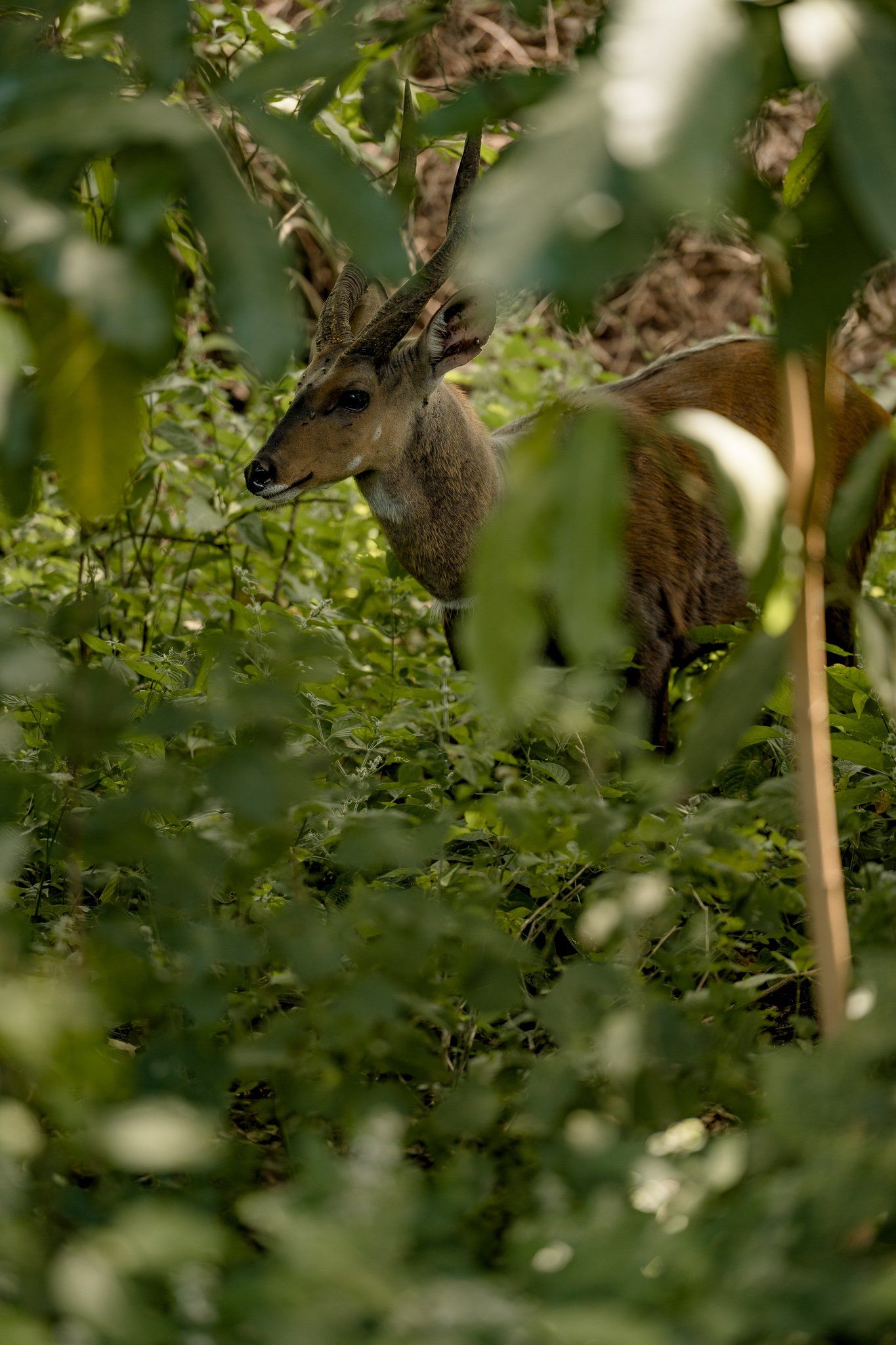 A deer is standing in the woods surrounded by trees and leaves.