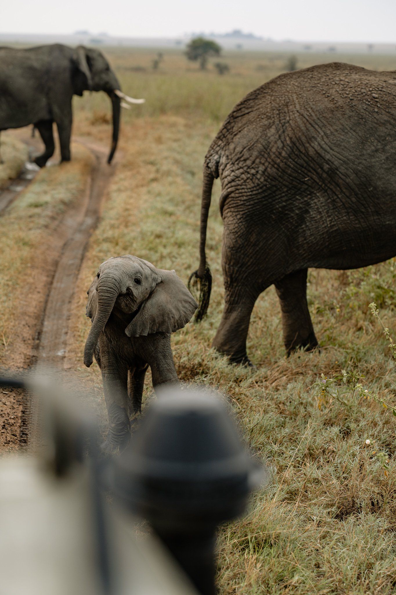 Two elephants are walking down a dirt road in the wild.