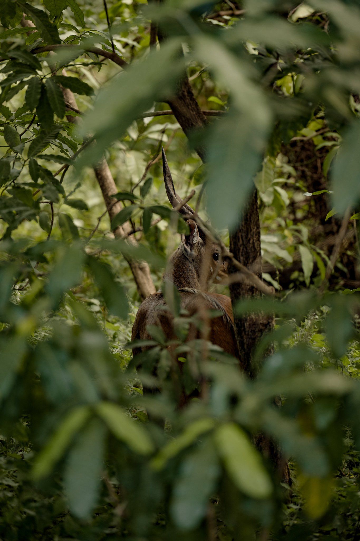 A monkey is sitting on a tree branch in the woods.