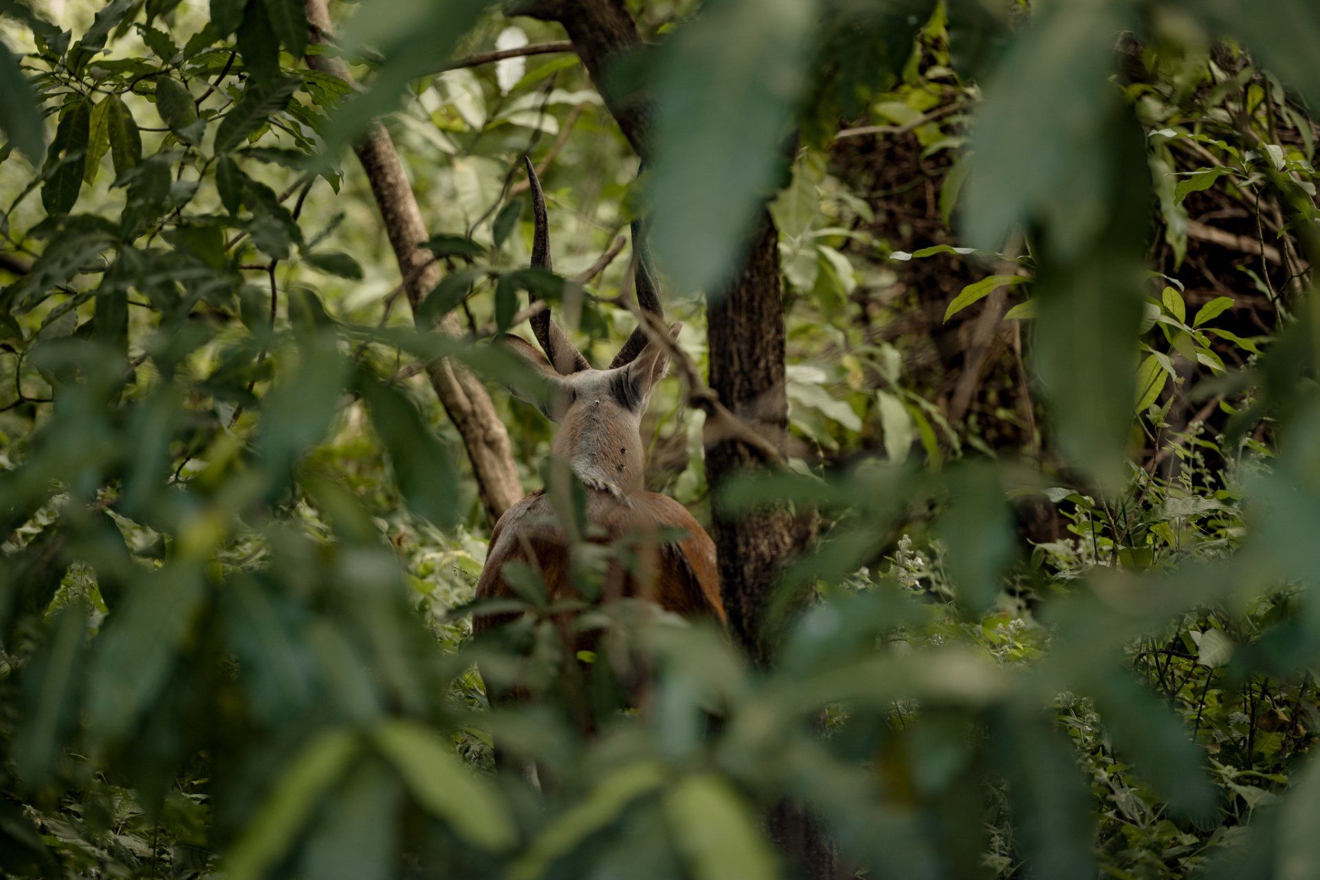 A squirrel is sitting in a tree in the woods.