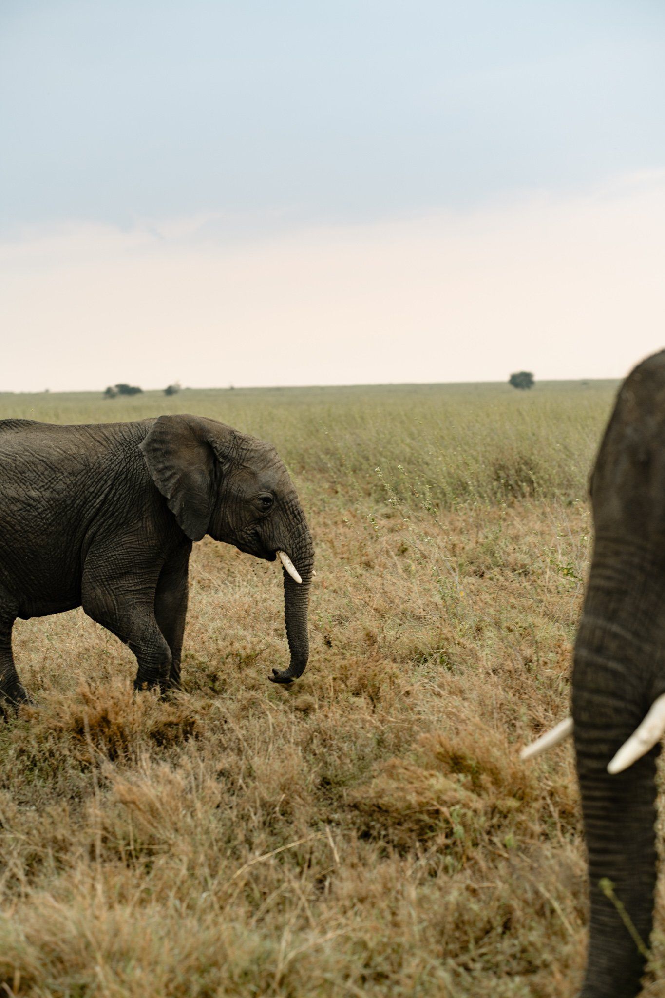 Two elephants are walking in a field of tall grass.