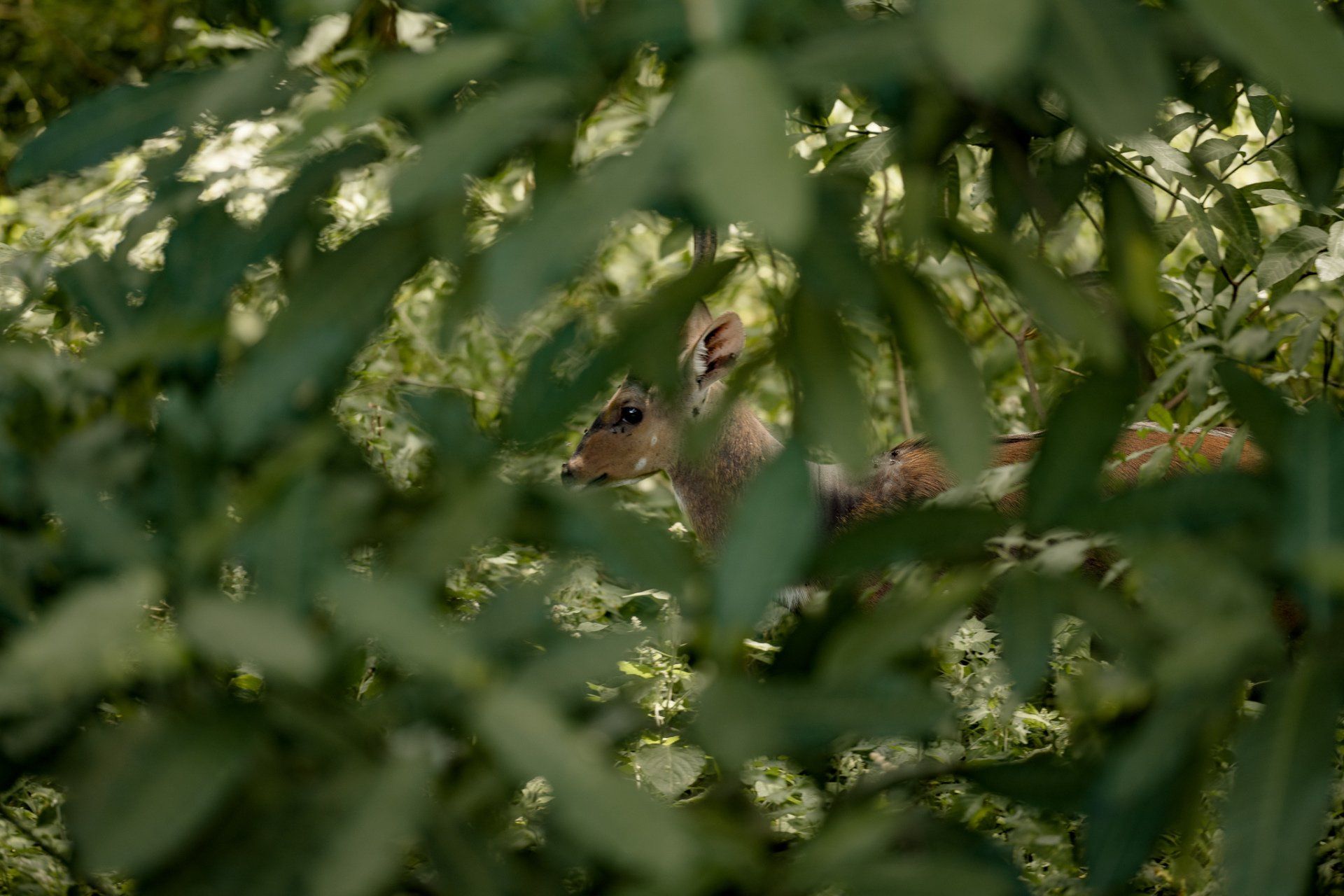 A deer is looking through the leaves of a tree.