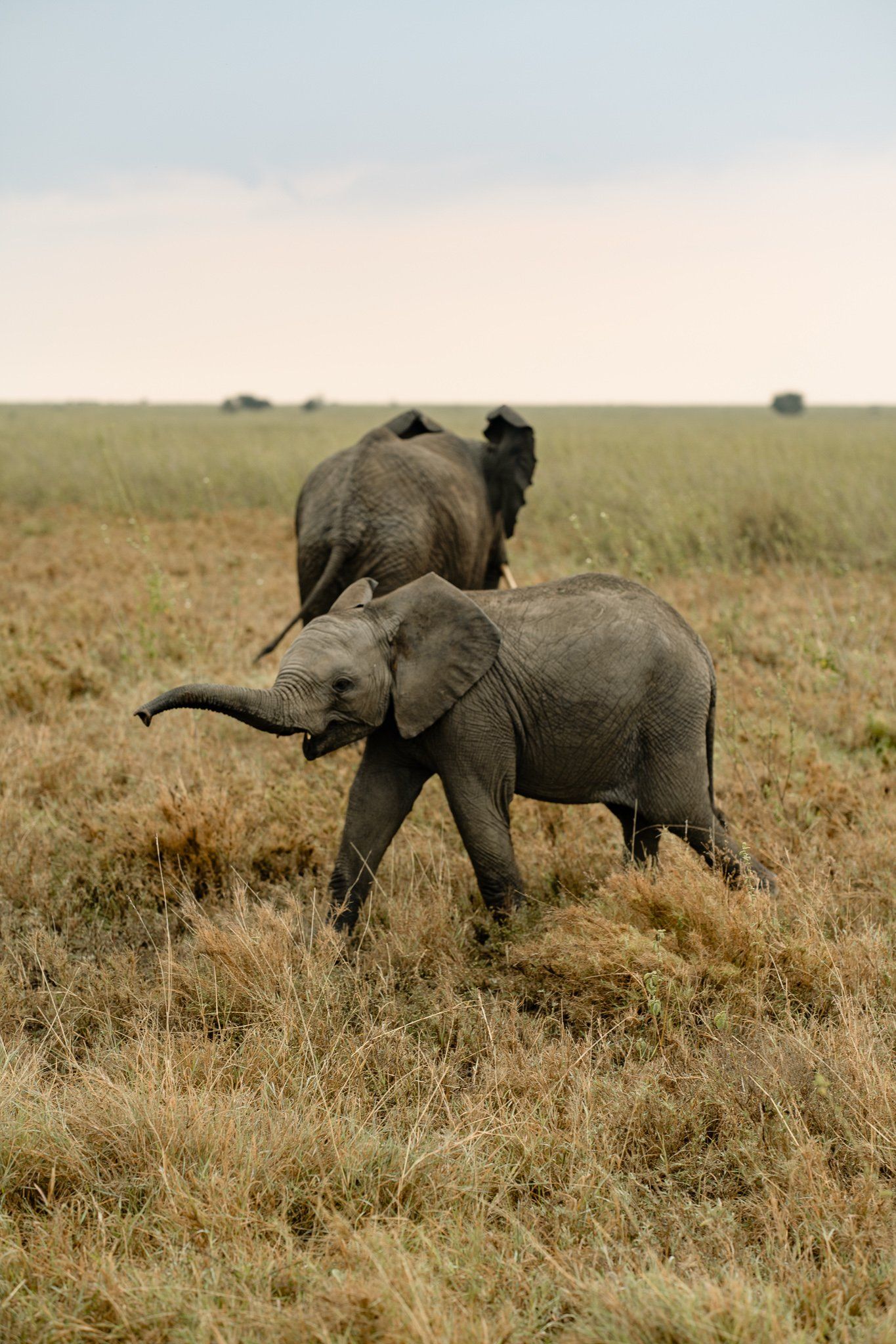Two baby elephants are walking through a grassy field.