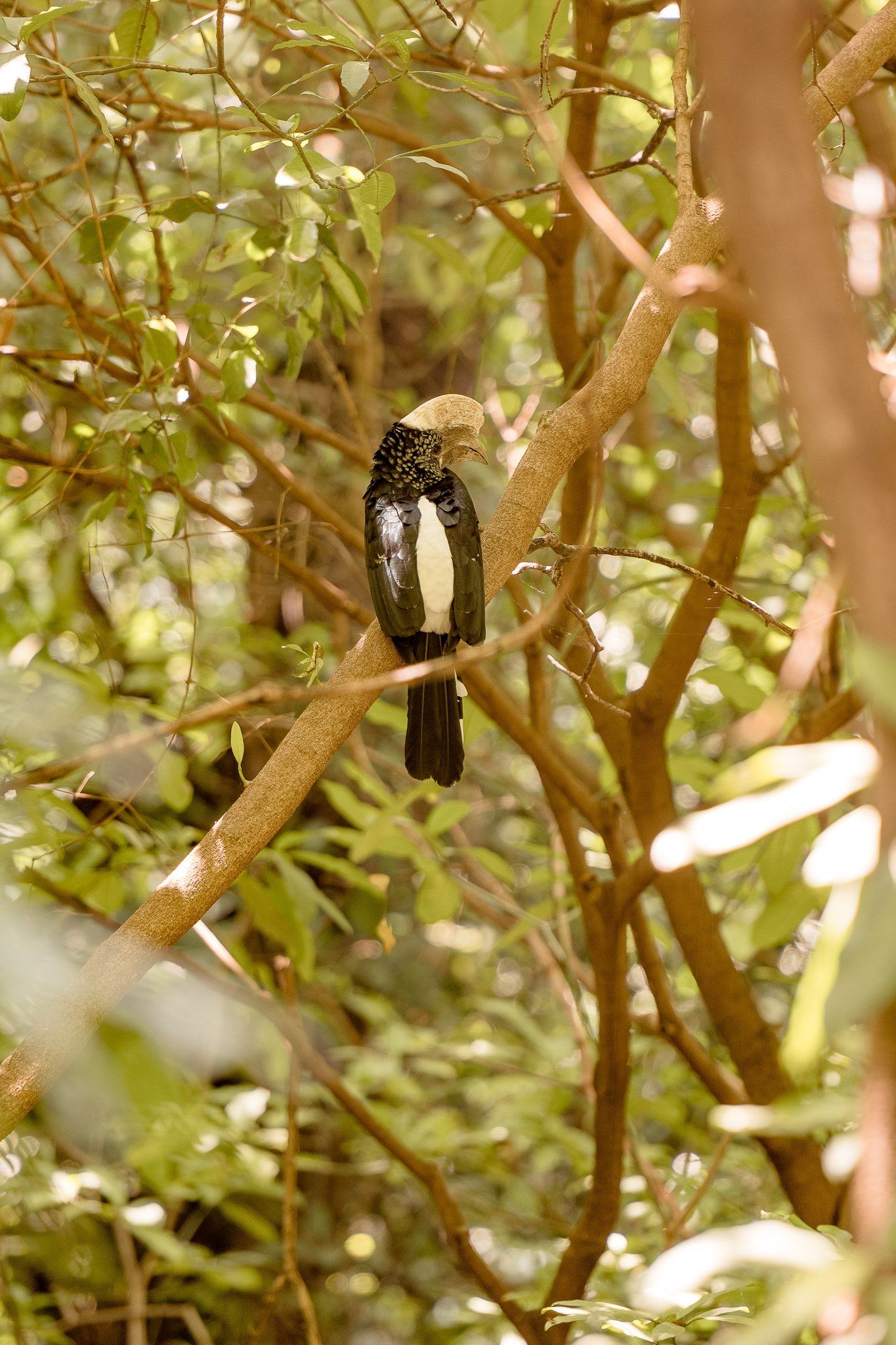 A bird is perched on a tree branch in the woods.