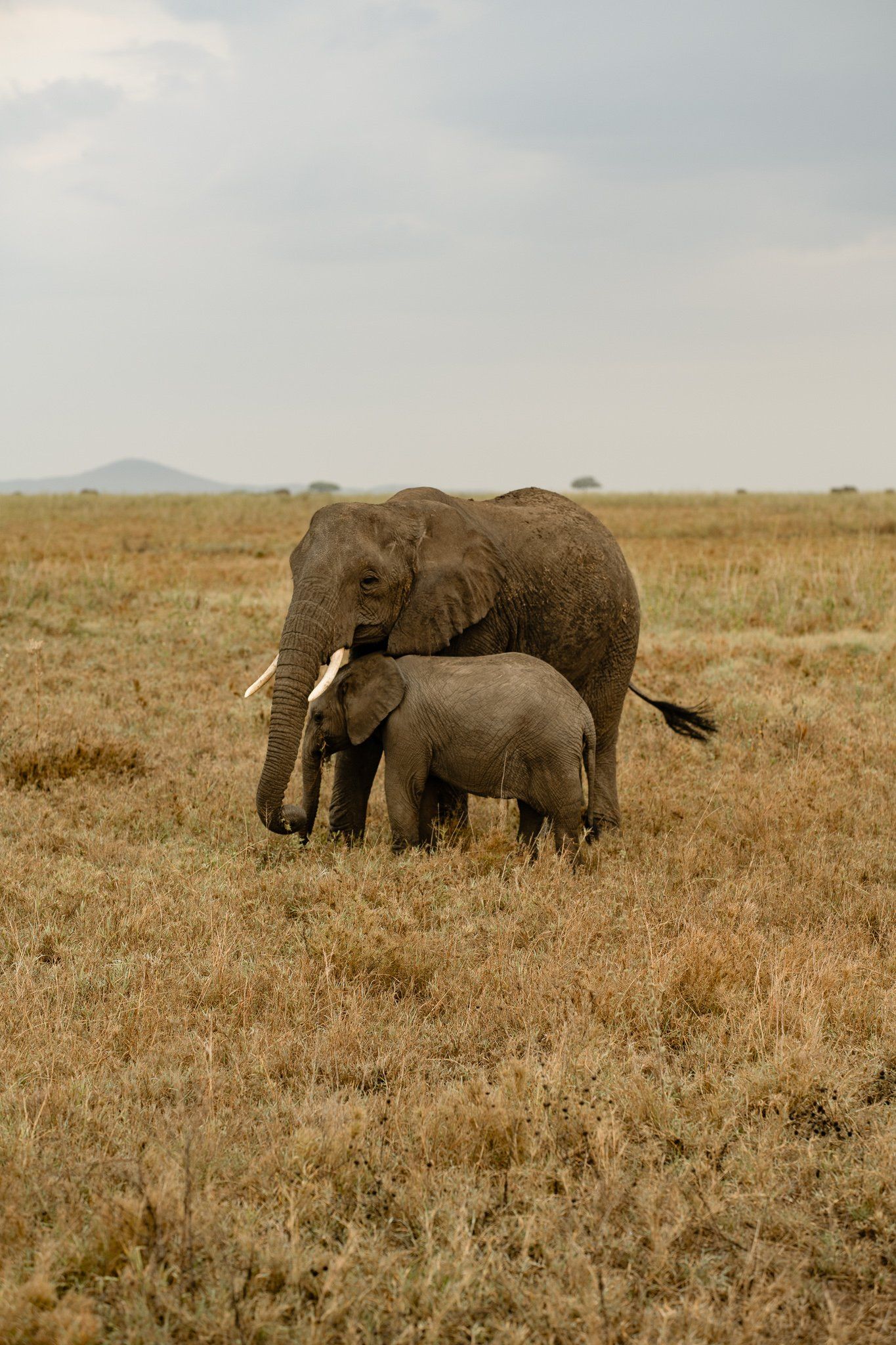 A mother elephant and her baby elephant are standing in a dry grass field.