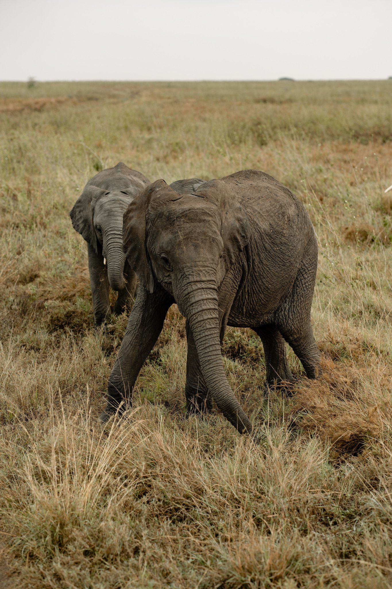 Two baby elephants are walking through a grassy field.