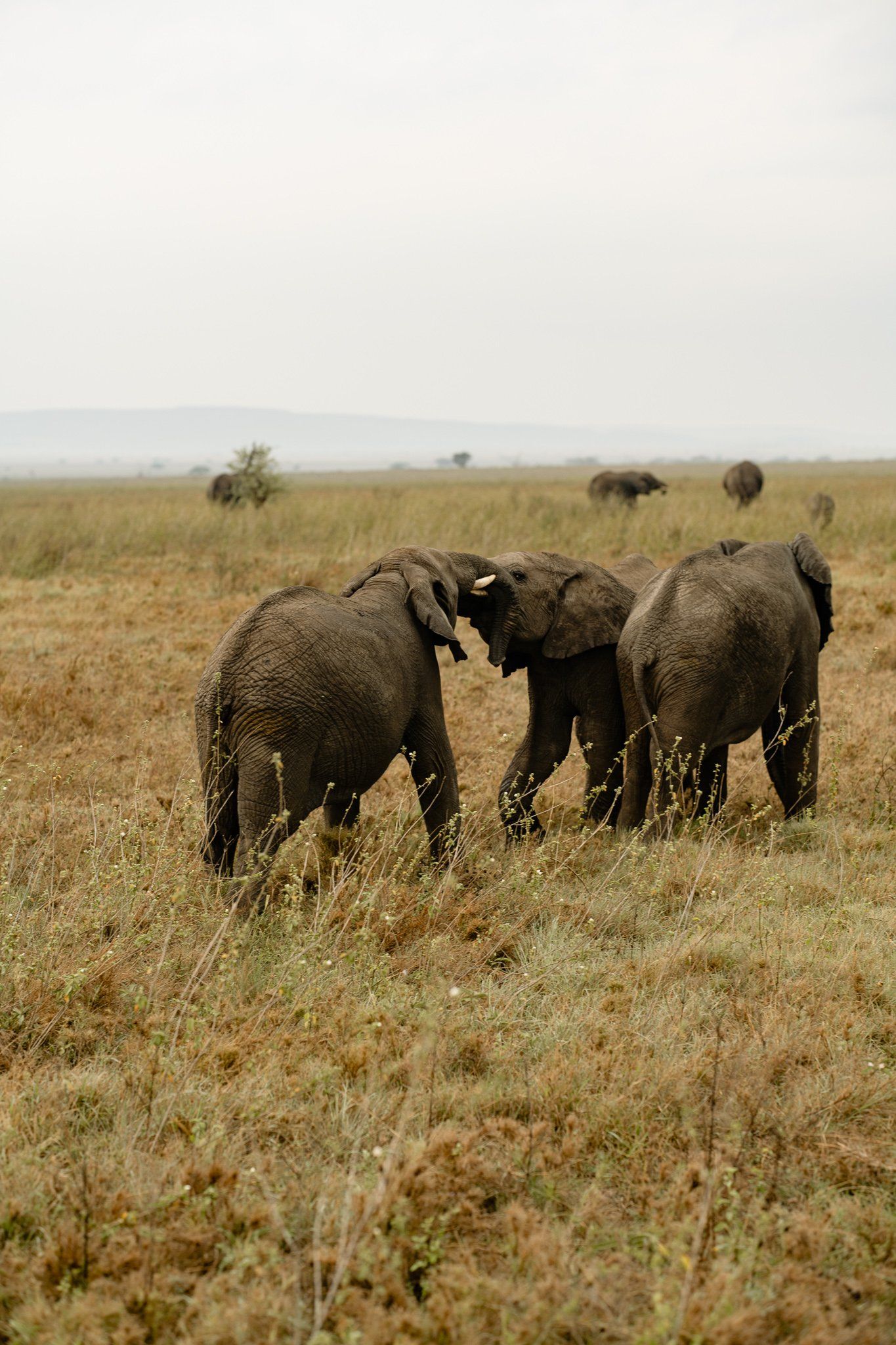 A herd of elephants are walking through a grassy field.