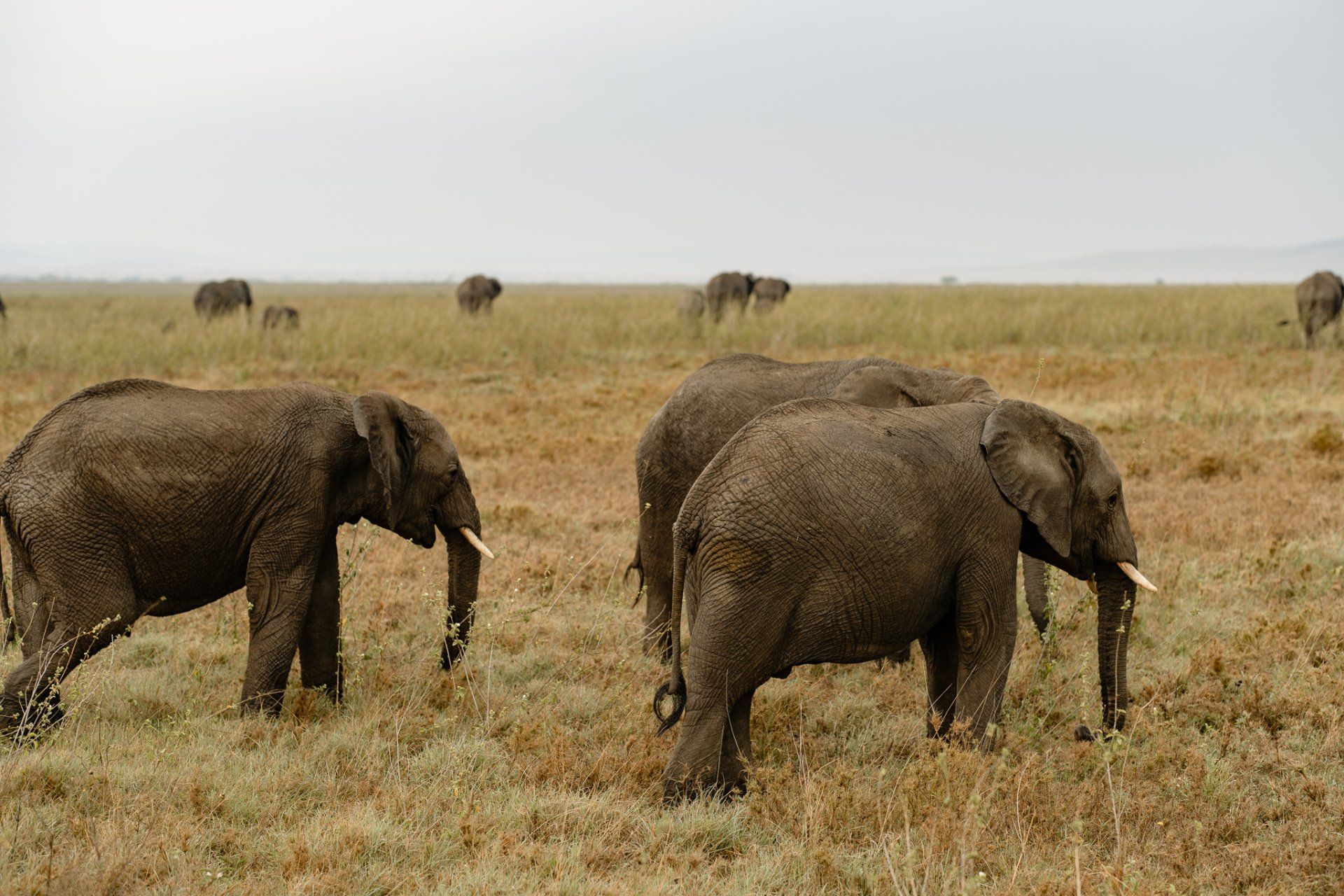 A herd of elephants are walking through a grassy field.