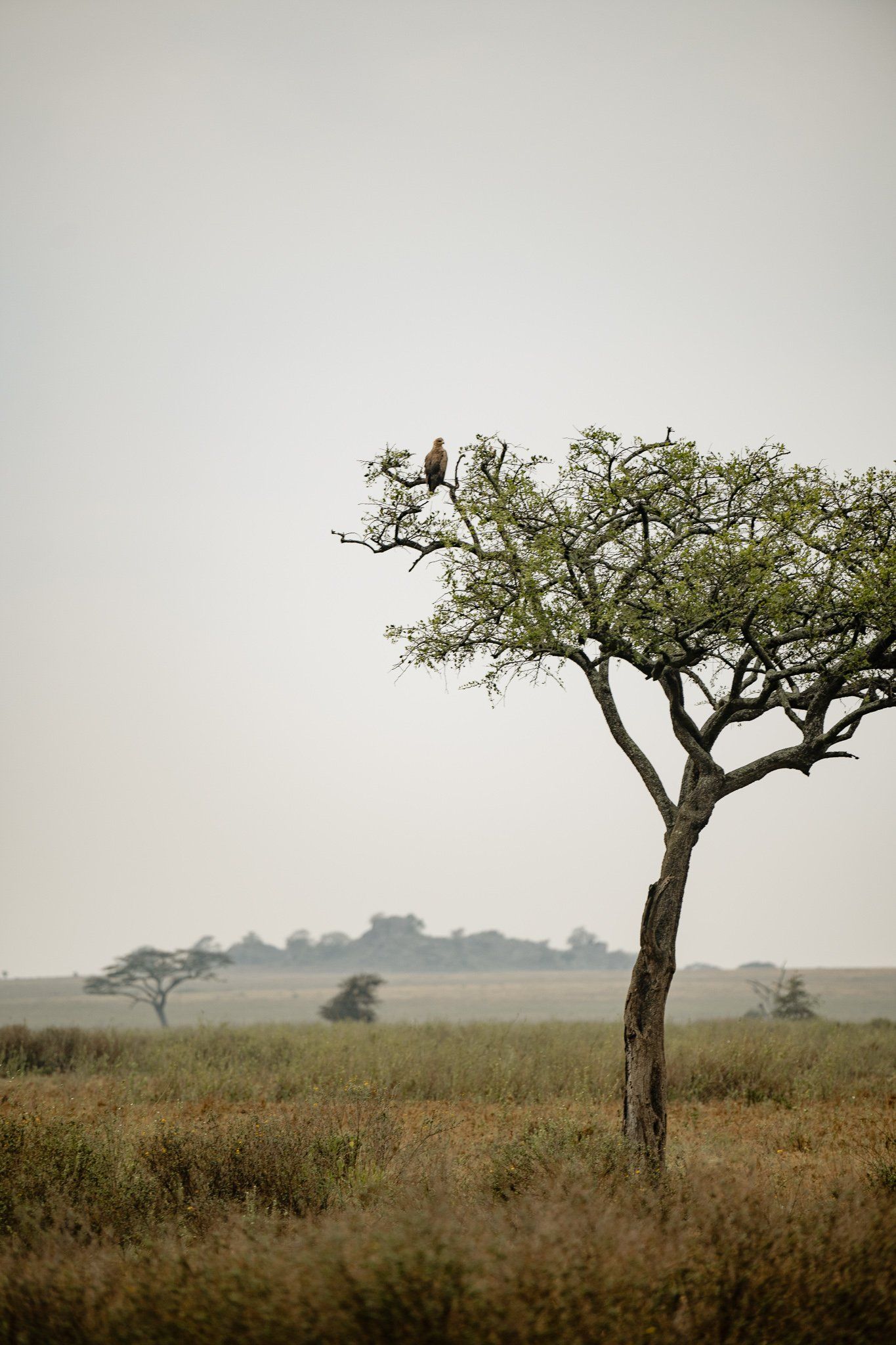 A bird is perched on a tree in the middle of a field.