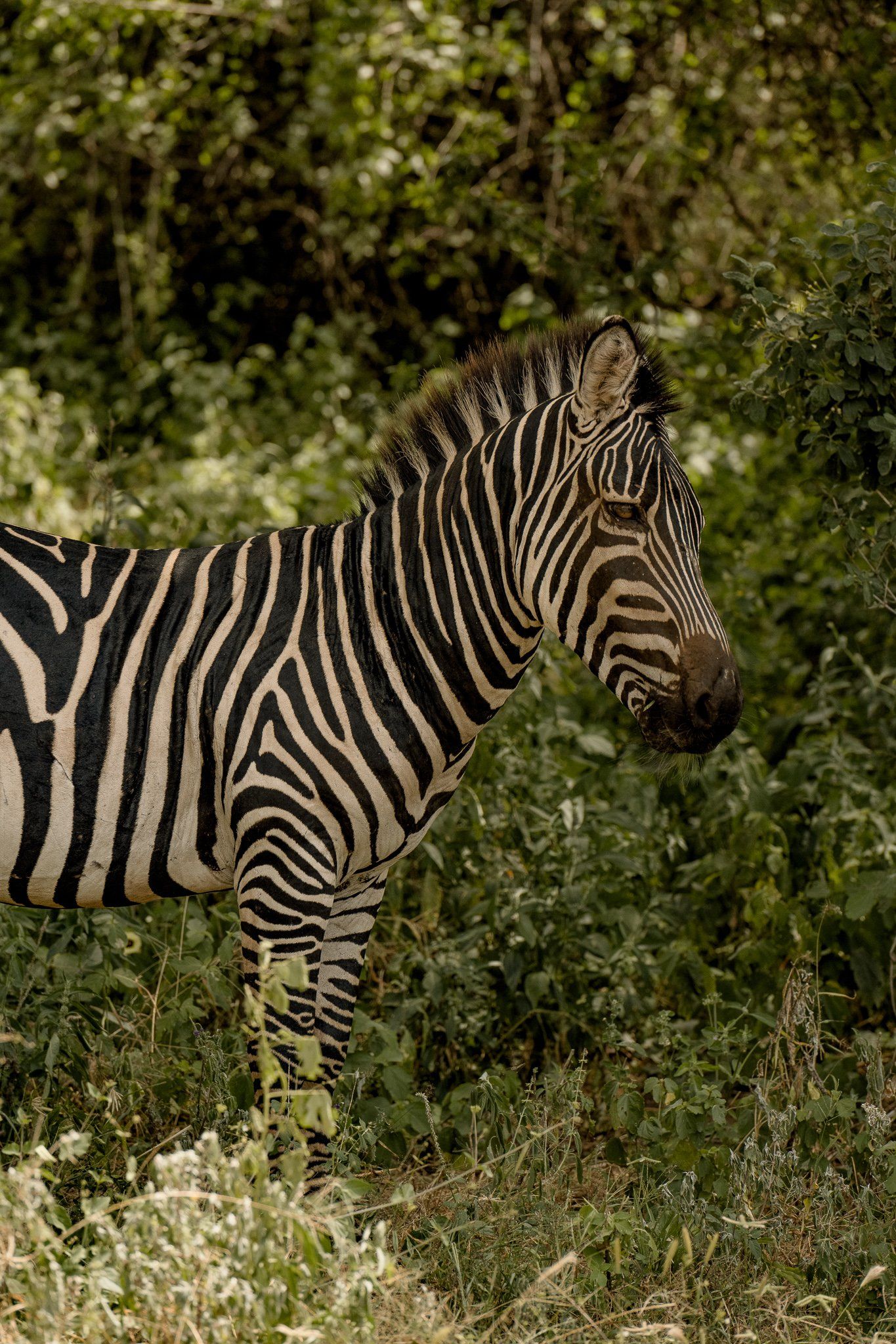 A zebra is standing in the grass in the wild.