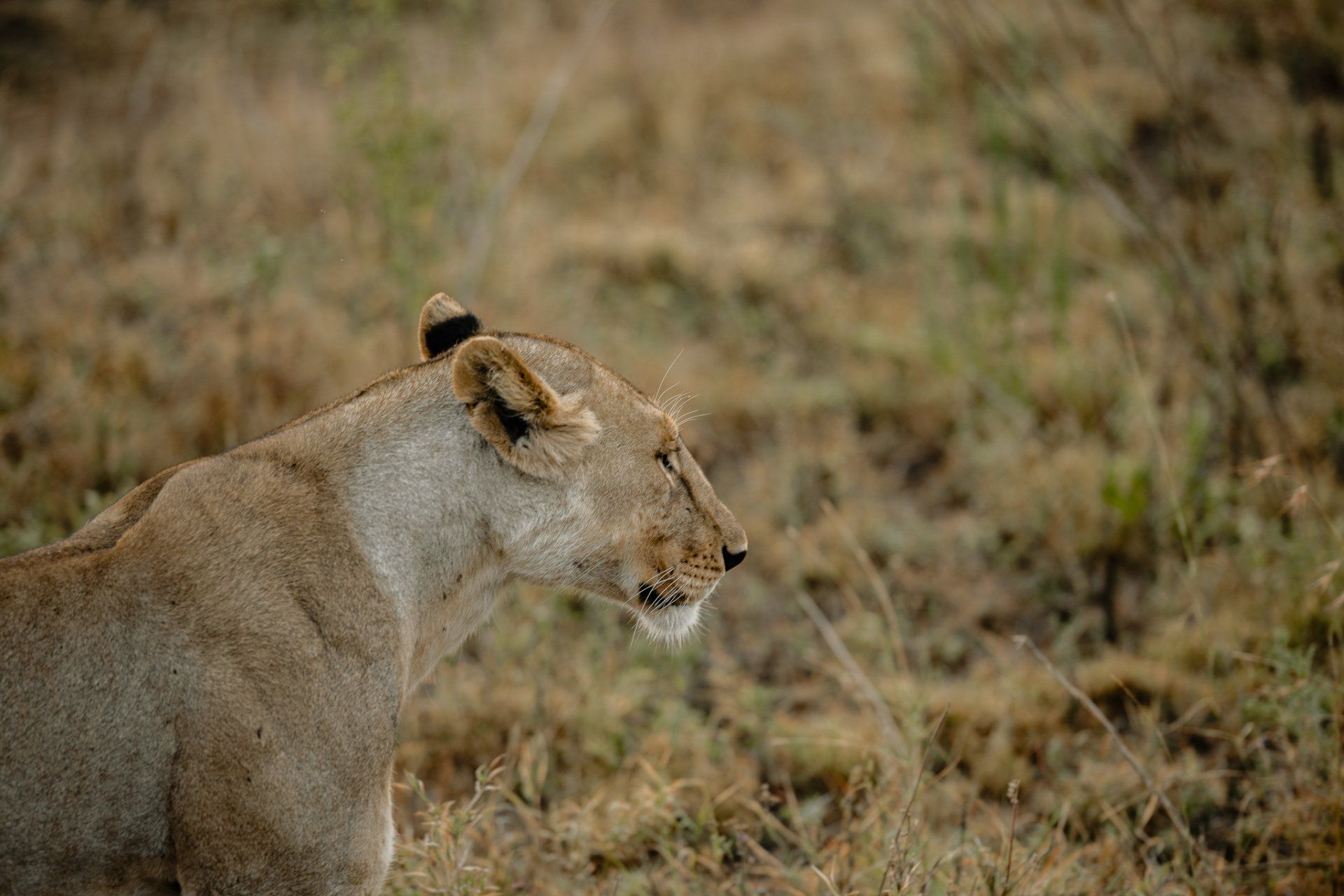 A lioness is standing in a field of tall grass.