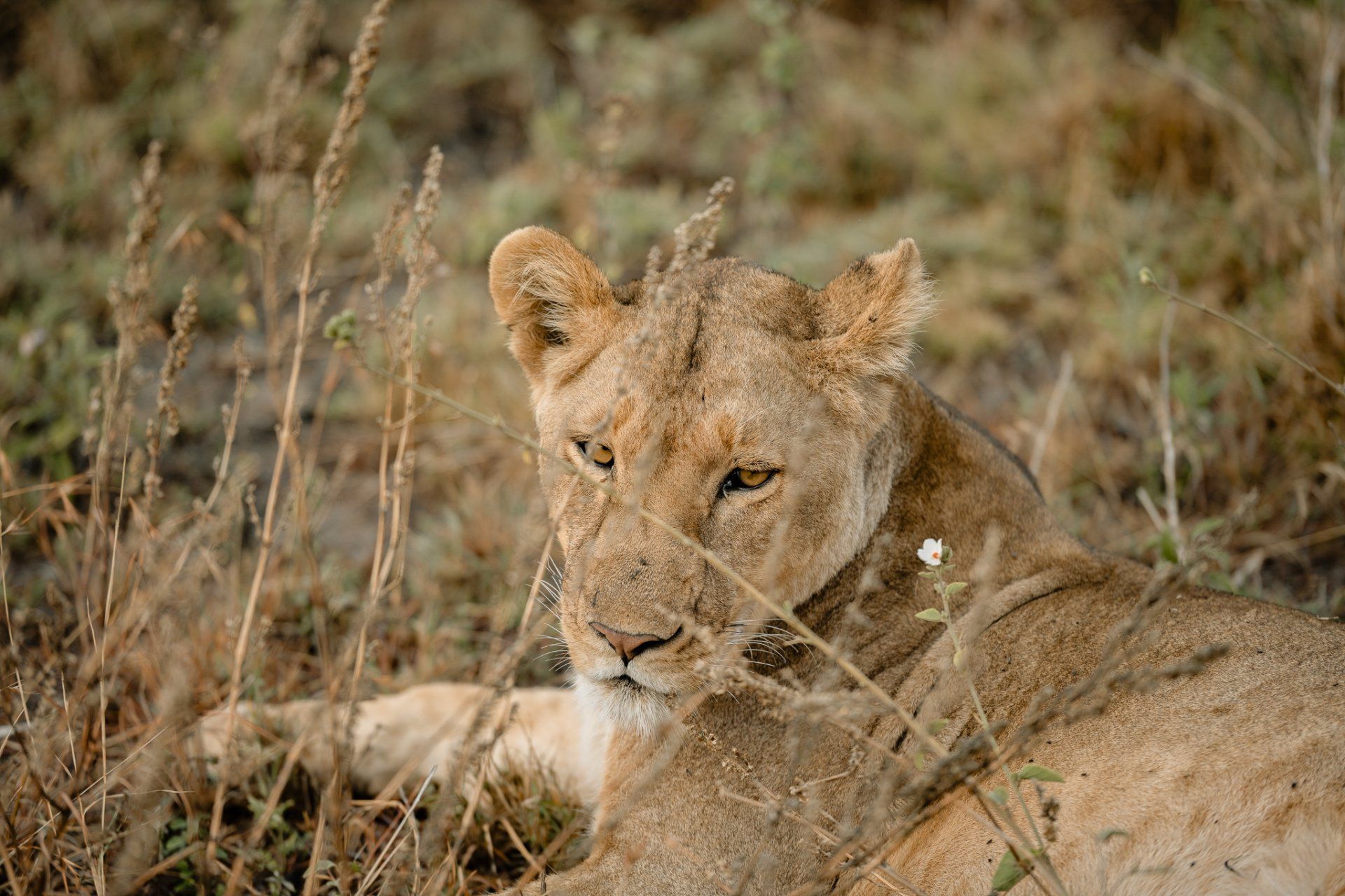 A lioness is laying in the tall grass looking at the camera.