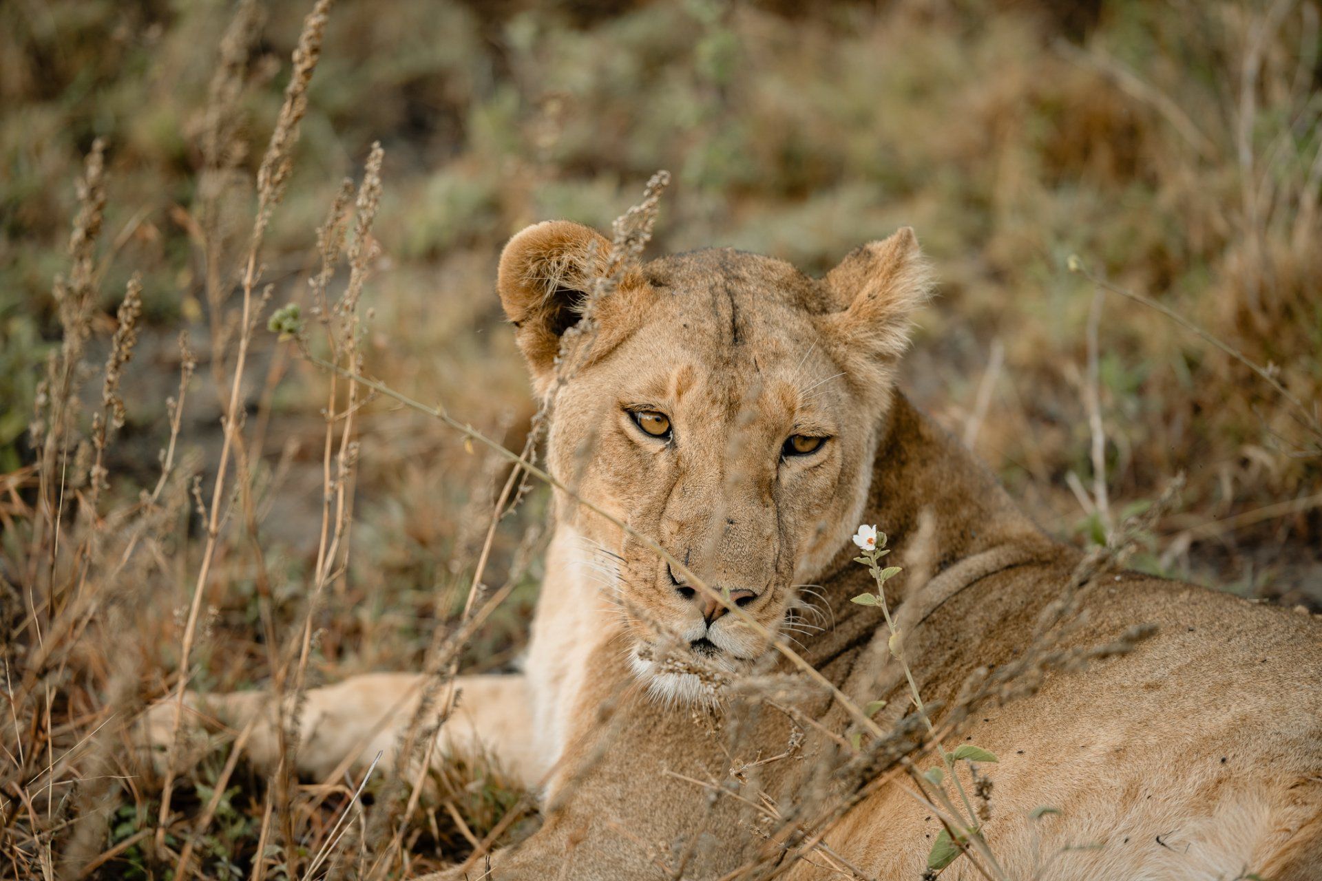A lioness is laying in the grass and looking at the camera.