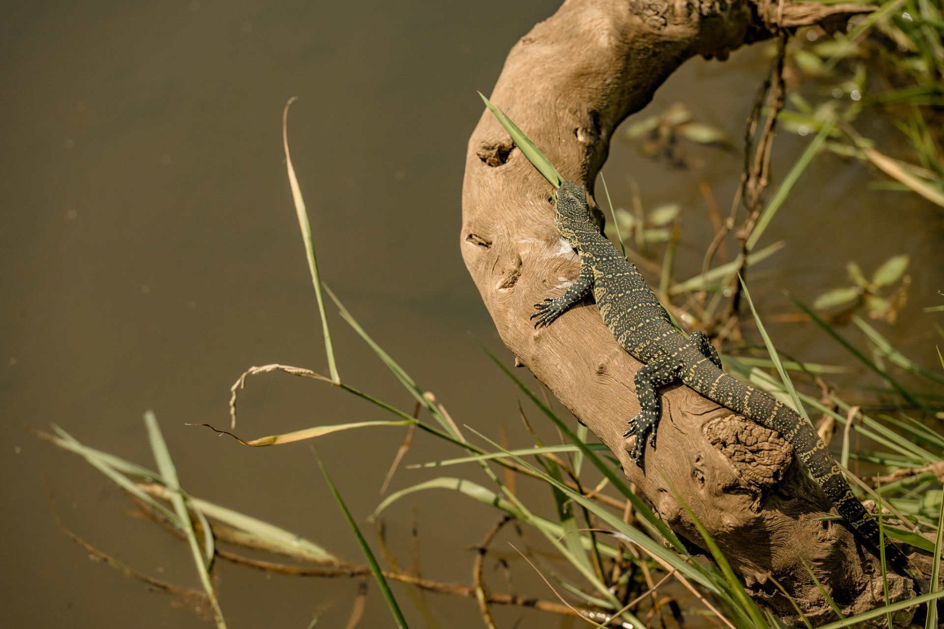 A lizard is sitting on a tree branch near a body of water.