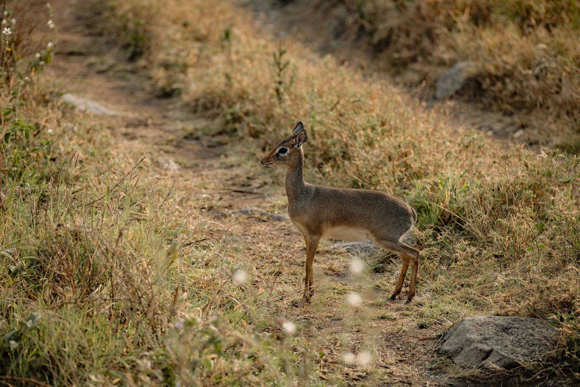 A small deer is standing on a dirt path in the grass.