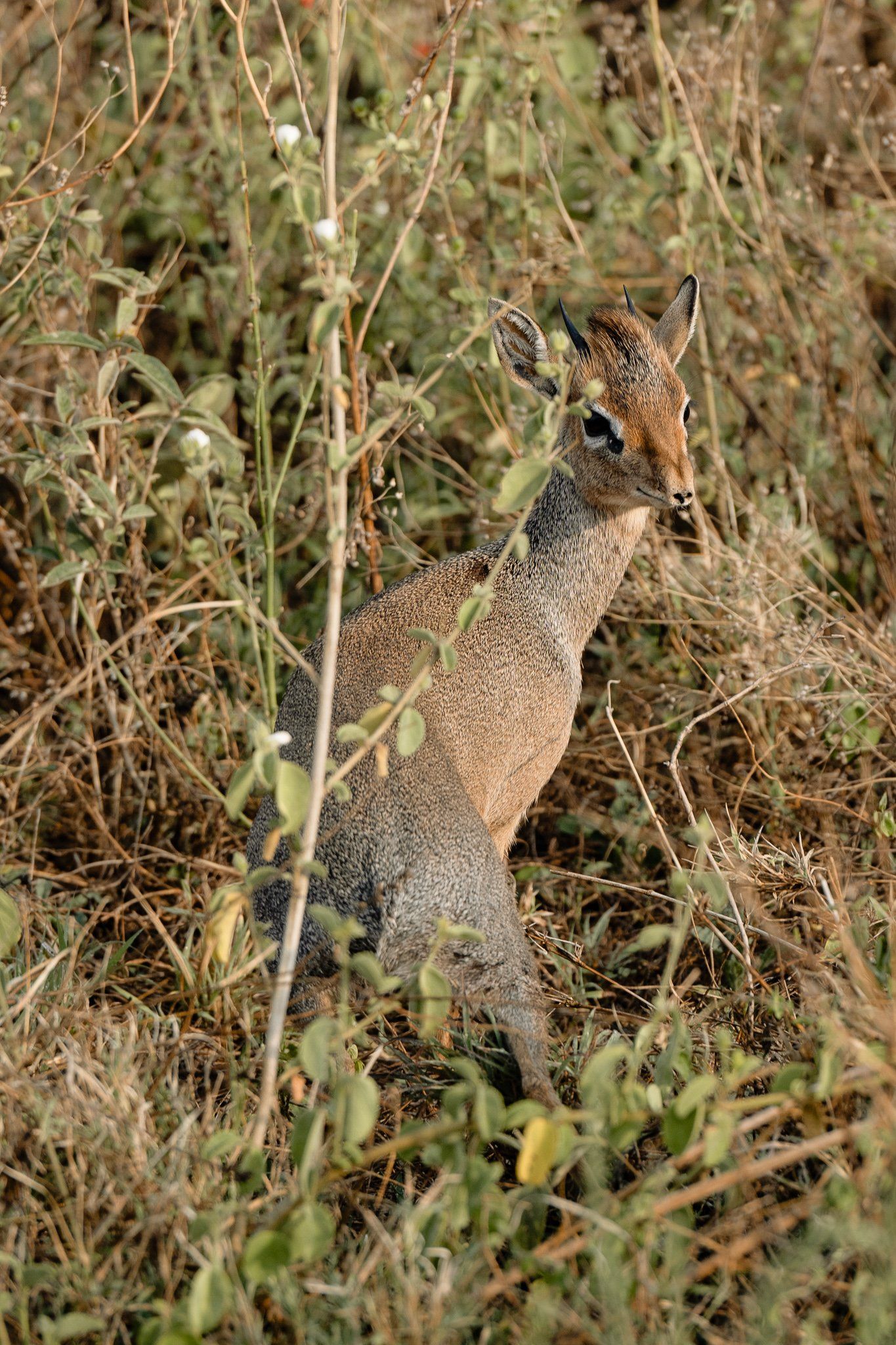 A small deer is standing in a field of tall grass.