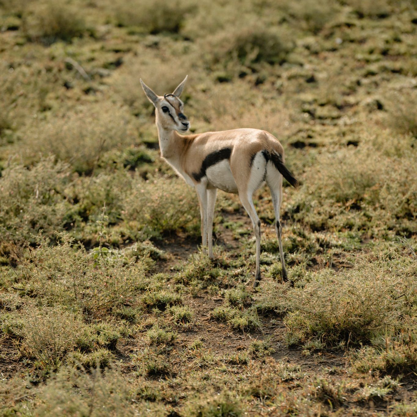 A gazelle standing in a grassy field looking at the camera